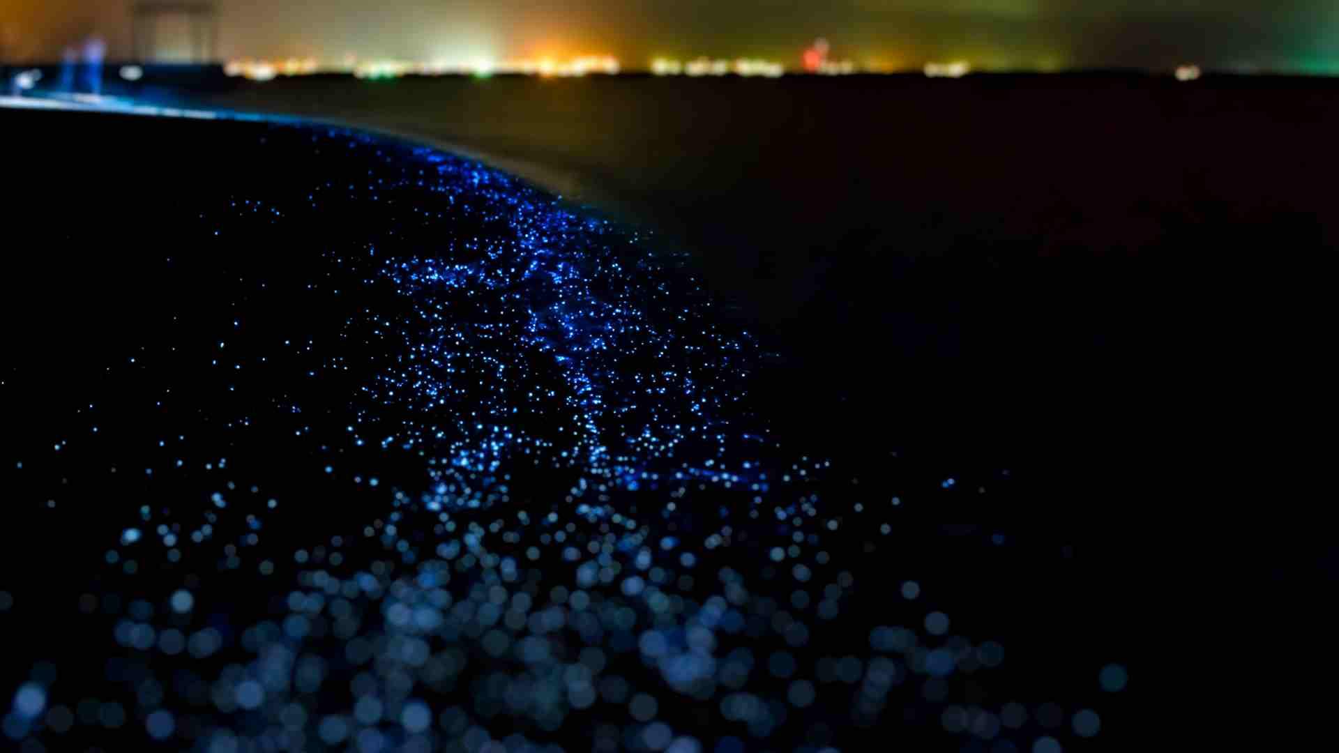 Descubre playas mágicas que se iluminan a las noches: ¡el fenómeno más bonito de la península!