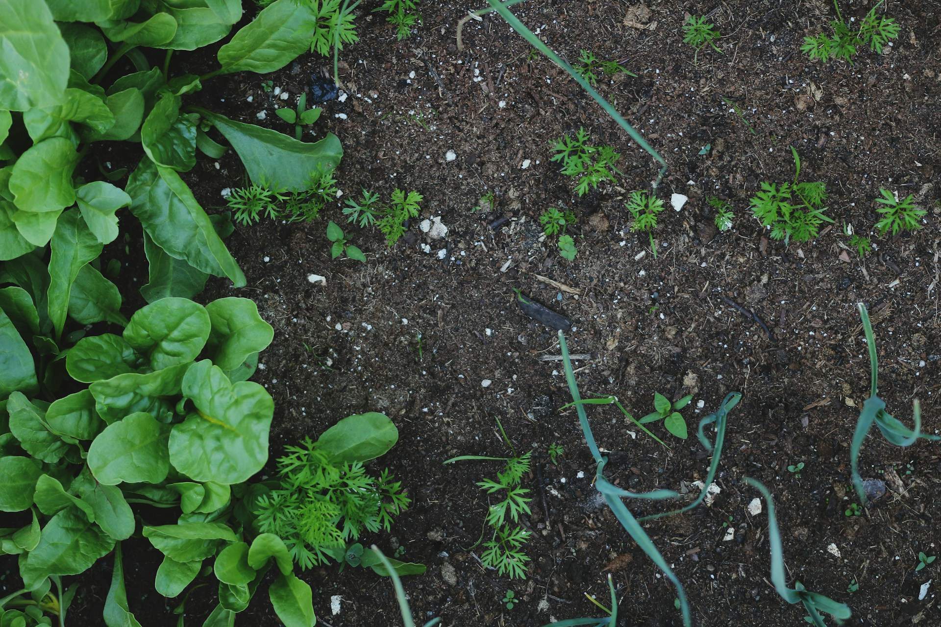 Junio: estos son los alimentos que puedes plantar este mes
