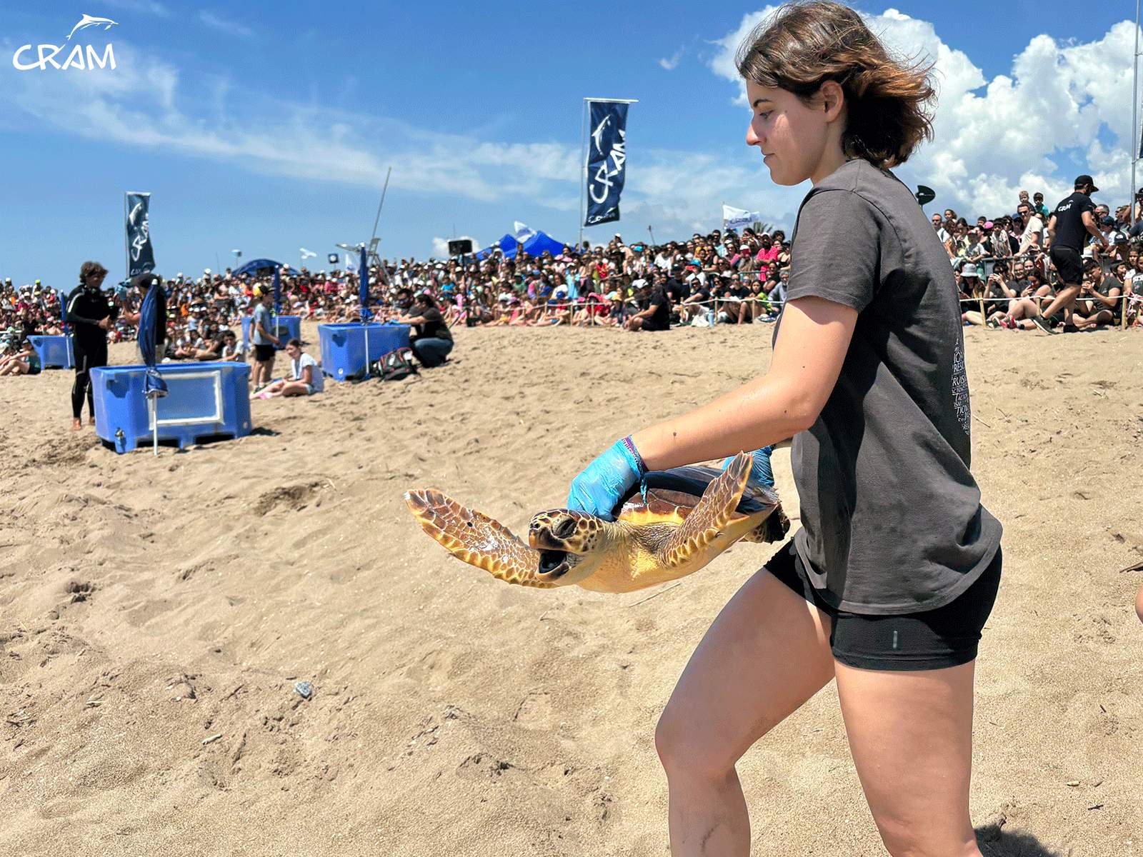 Així ha estat l'alliberament de quatre tortugues marines a la platja del Prat de Llobregat