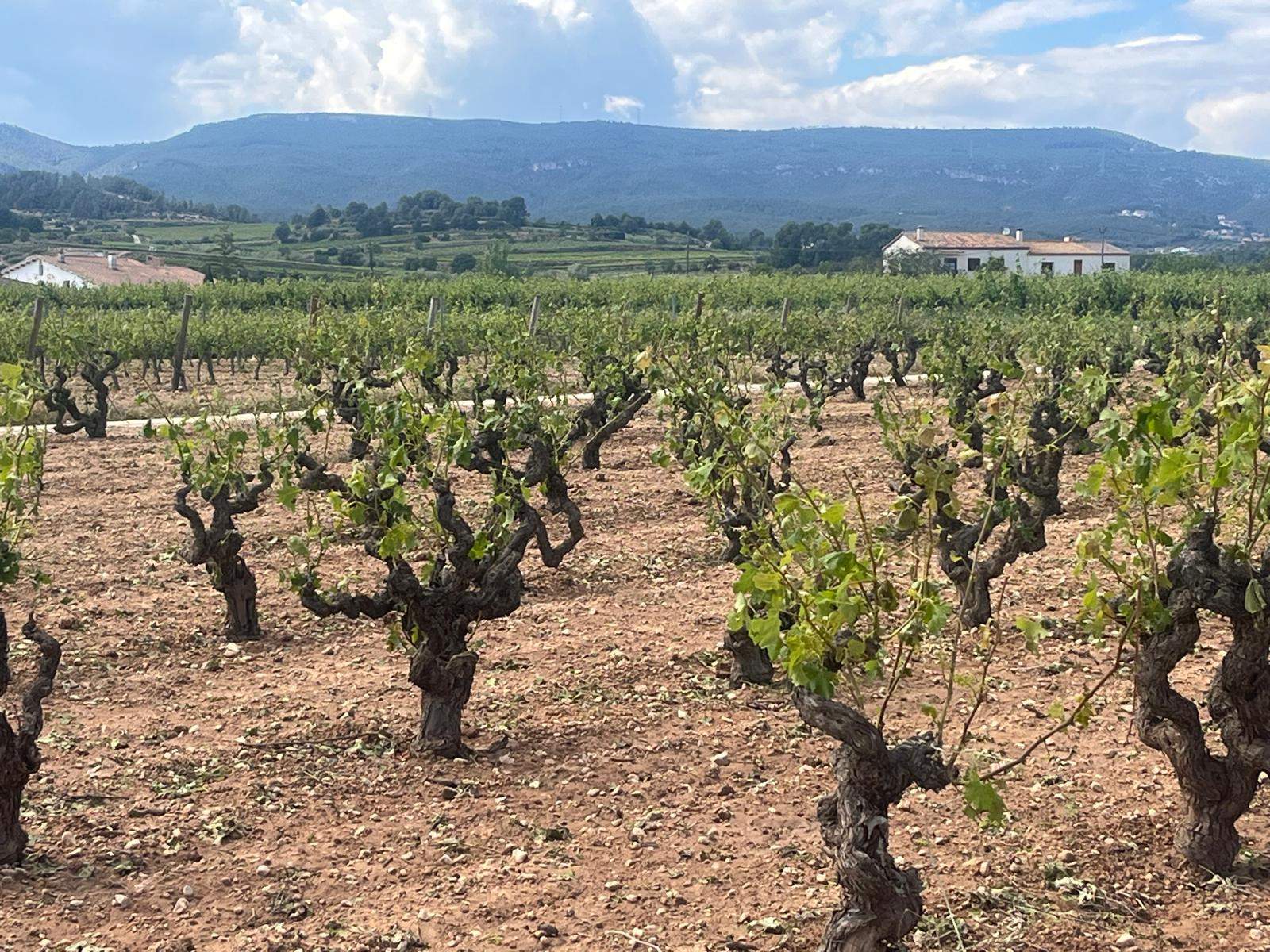 La pedregada del dissabte va destrossar més de 1.500 hectàrees de vinyes del Penedès