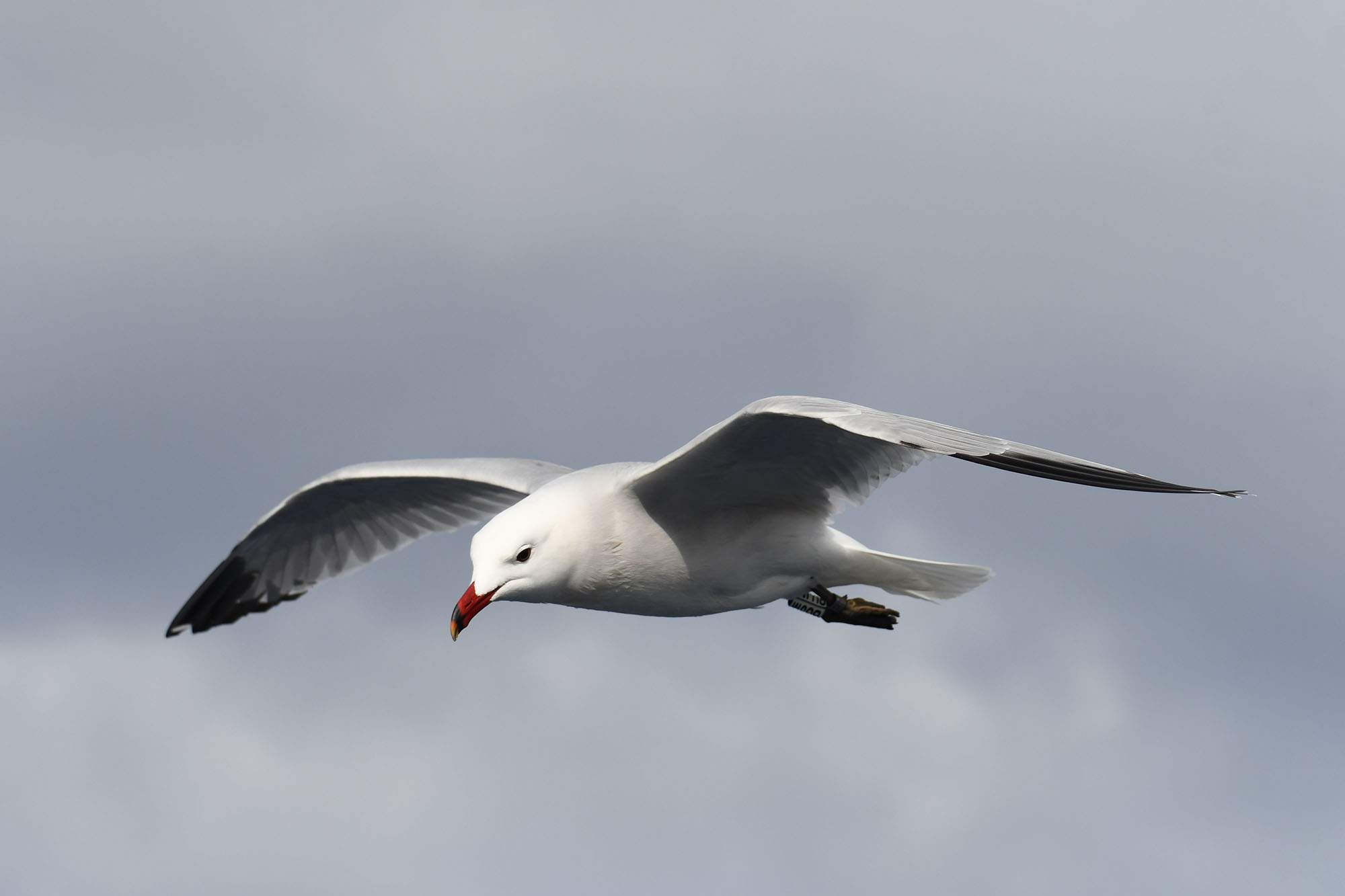 Barcelona cuenta con más de 1.100 parejas de gaviota de Audouin, especie en peligro de extinción