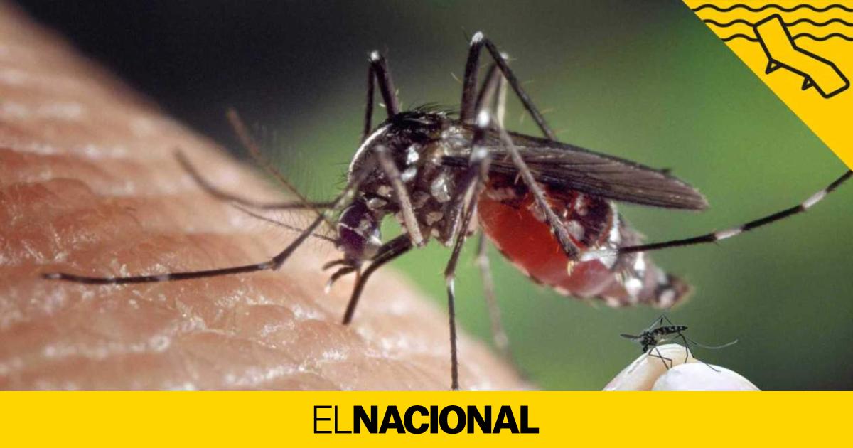 These are the most dangerous mosquitoes, according to OCU: Beware of them!