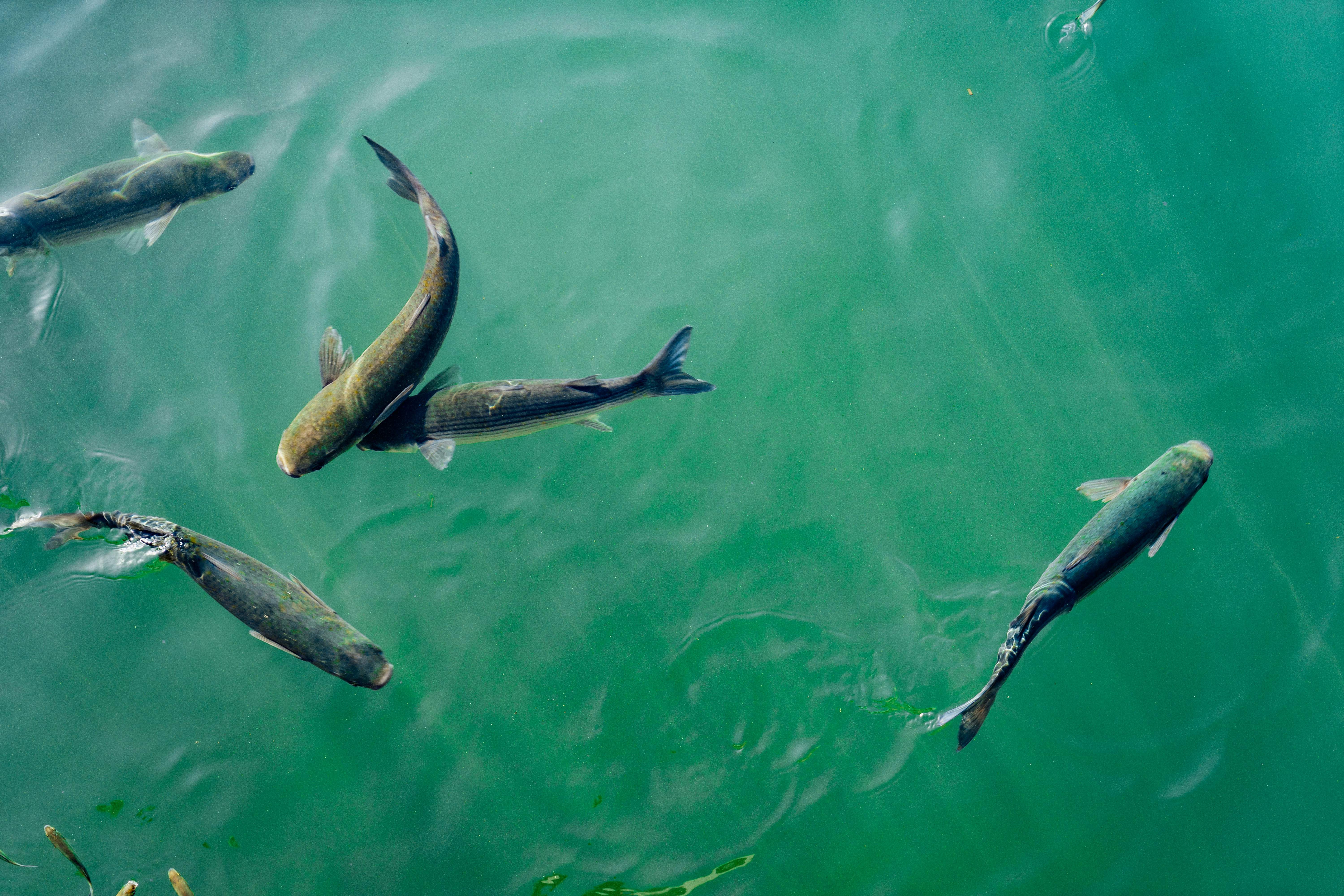 Peces adictos a la metanfetamina: ¿cómo afecta la contaminación por fármacos al medio ambiente?