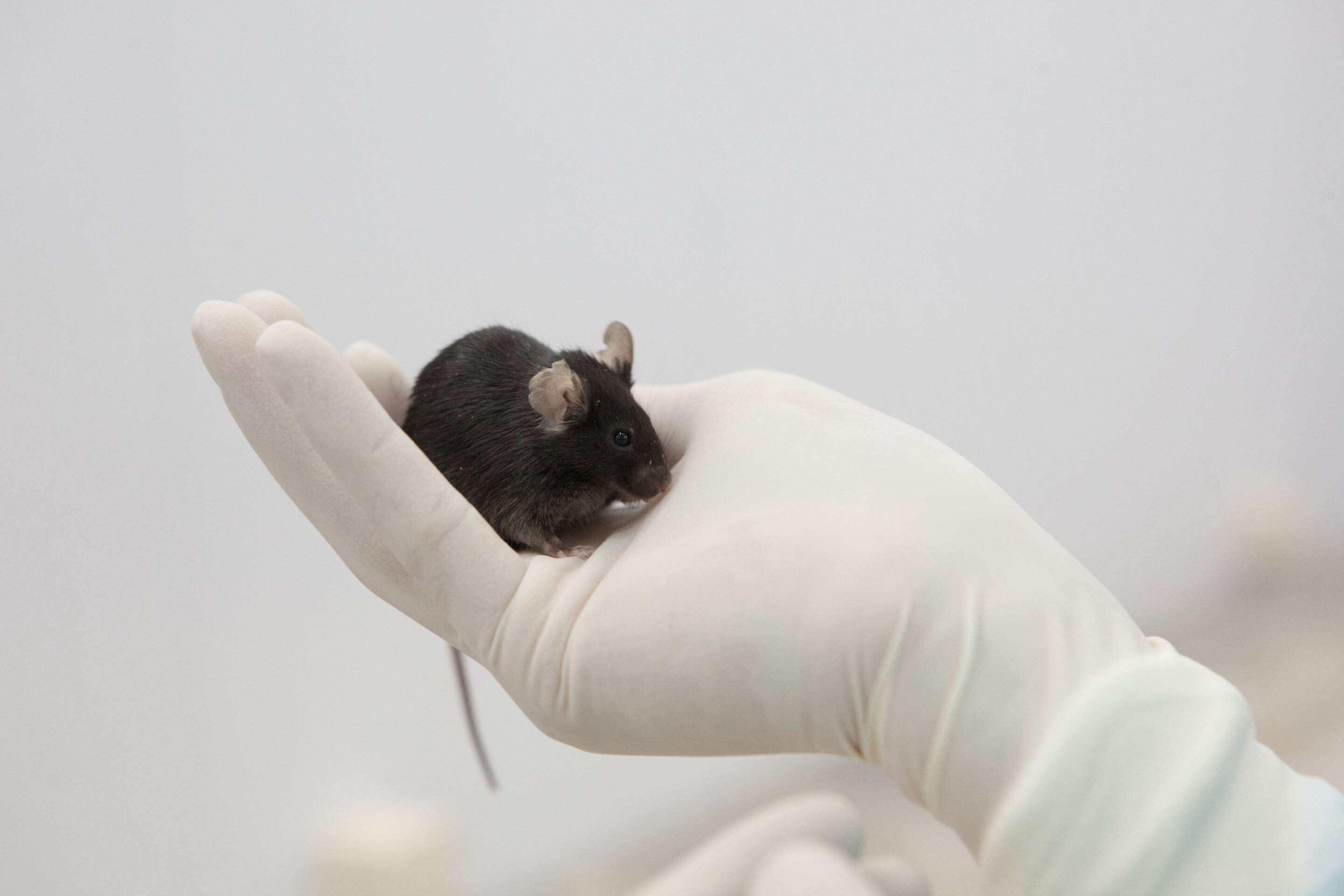 ¿Puede la IA acabar con las pruebas de laboratorio con animales?