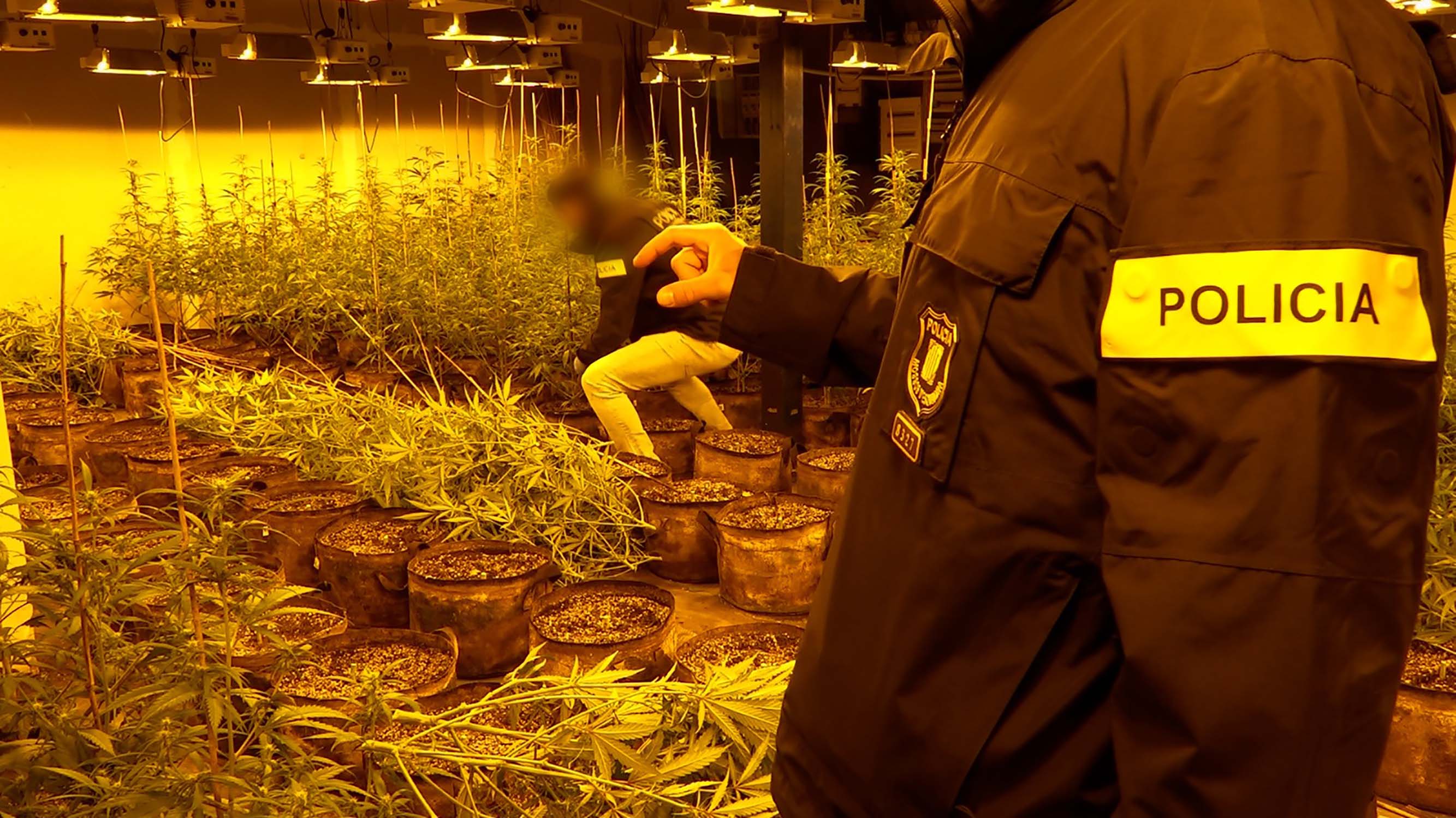 Los Mossos buscan empresas que destruyan la marihuana que intervienen en plantaciones por todo el país
