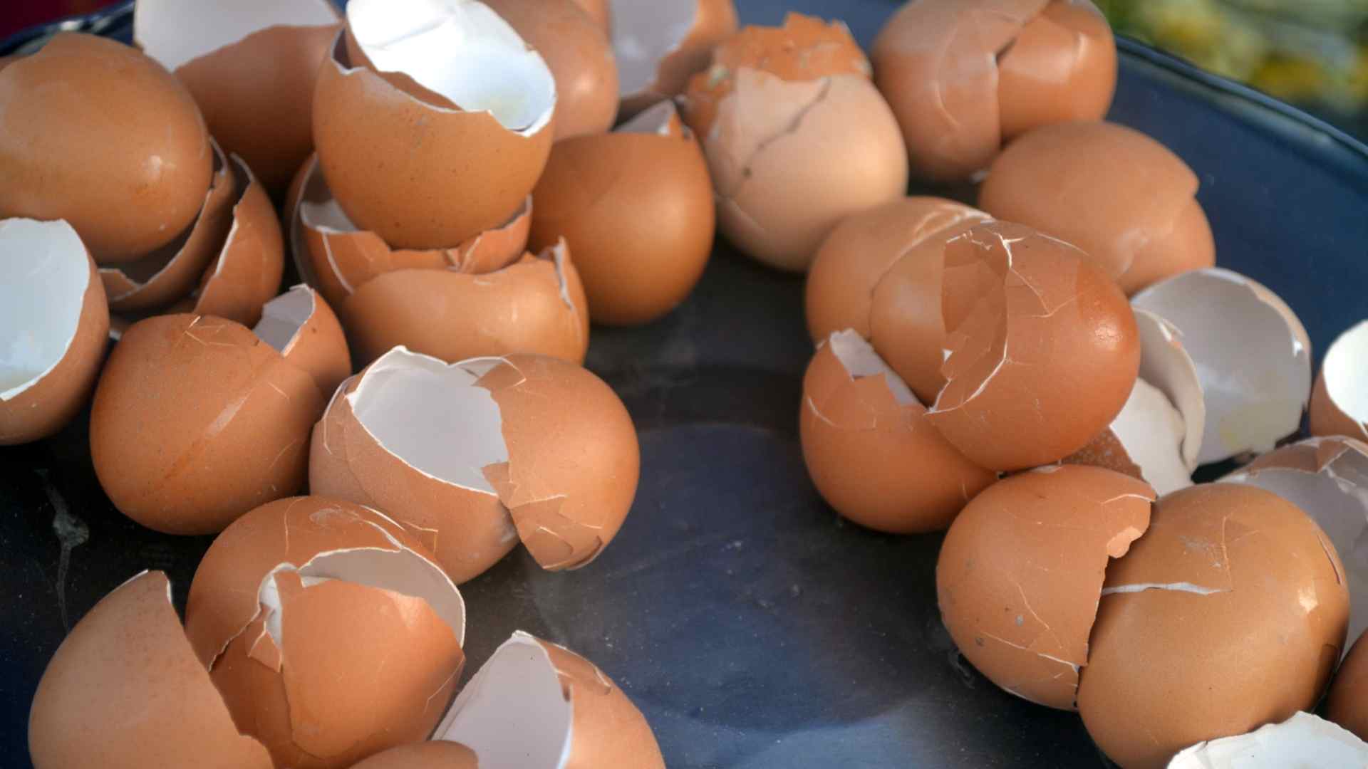 ¿Conoces los 10 usos diferentes de las cáscaras de huevo? ¡No te lo creerás!