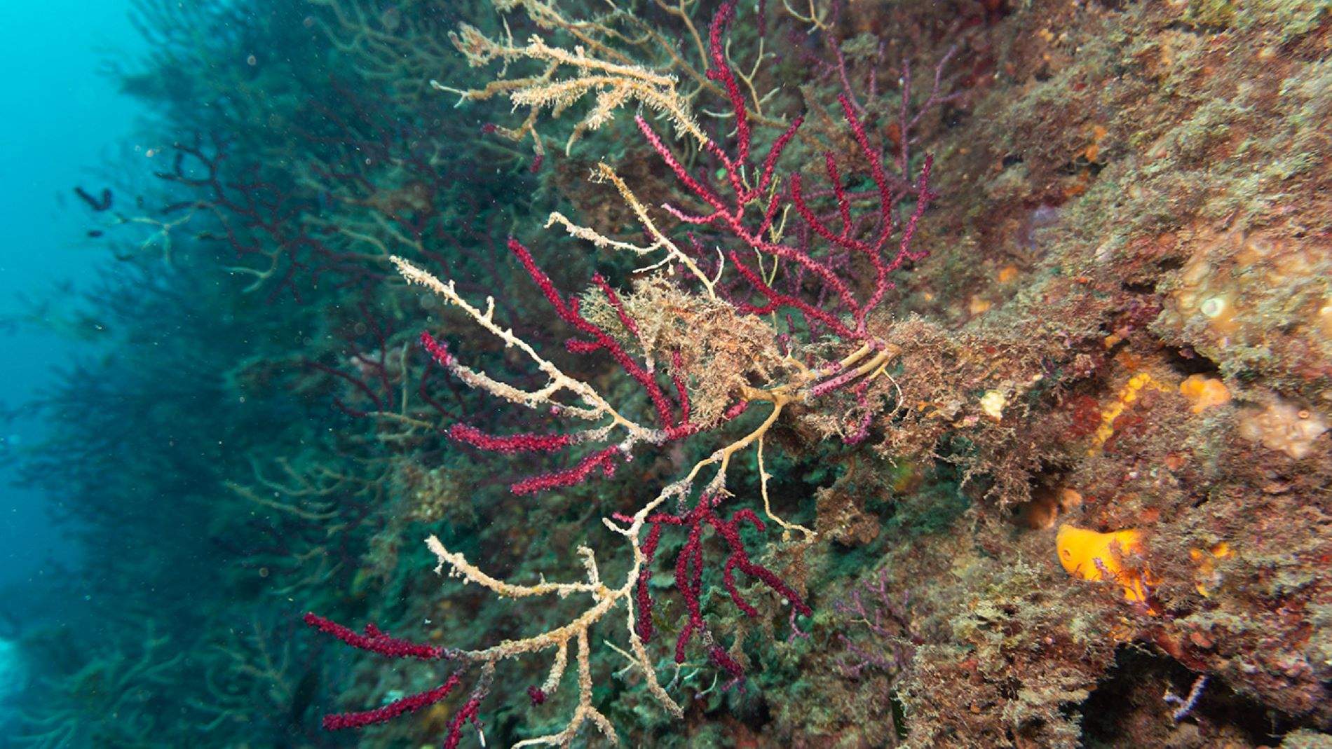 Les gorgònies vermelles de les illes Medes, en perill per les onades de calor