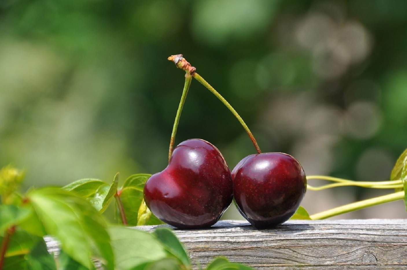 El peligro de comer demasiadas cerezas: ¡atención con la cantidad que ingieres!