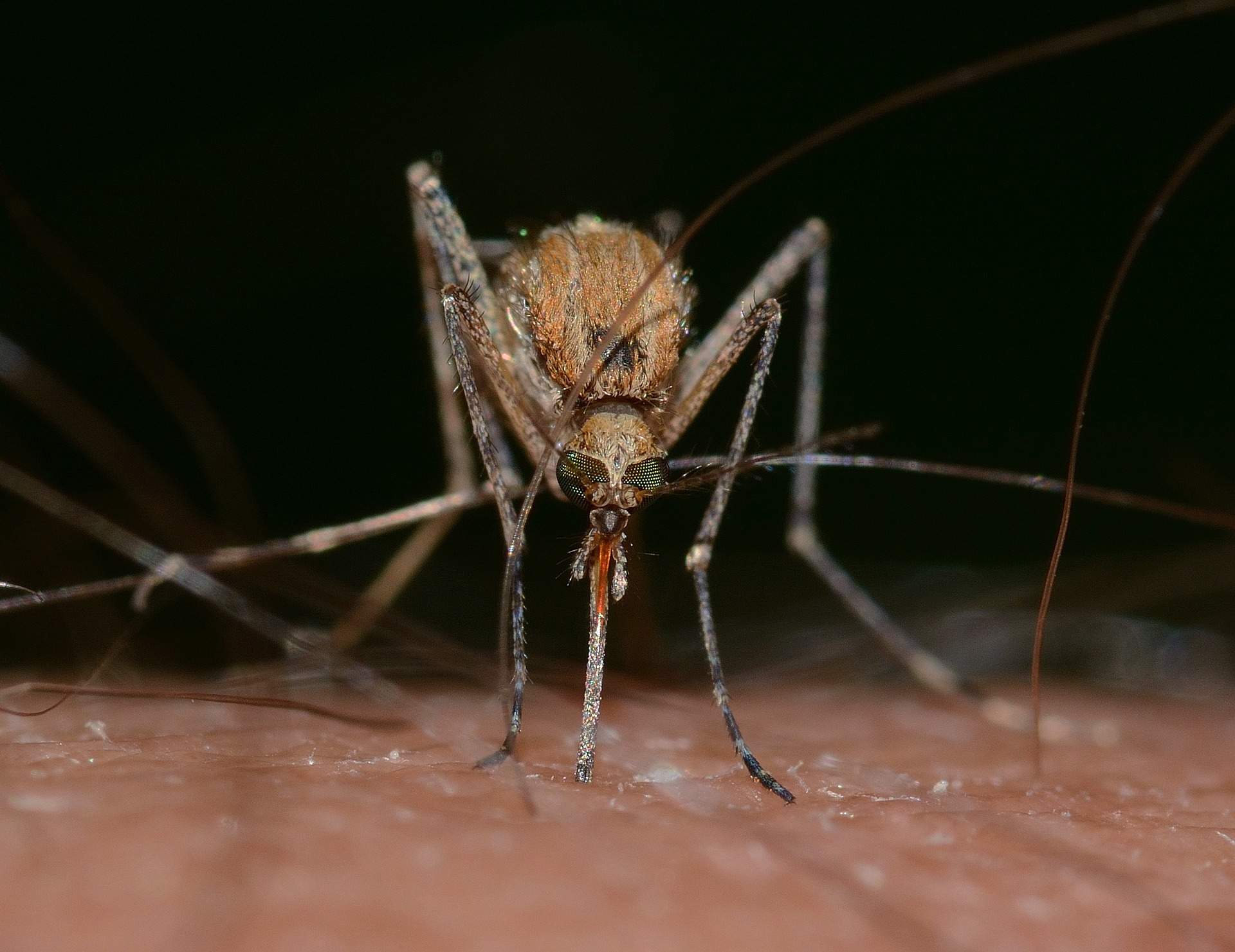 Catalunya, atenta a la expansión del virus del Nilo Occidental vía mosquitos: "Está"