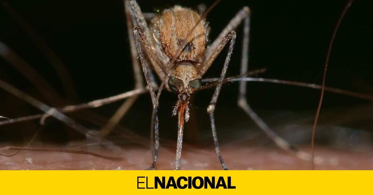 Catalonia warns of the spread of West Nile virus by mosquitoes: “It exists”