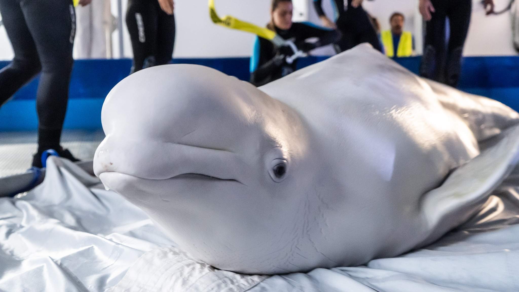 L'emotiu rescat de dues balenes d'Ucraïna que ara viuen a l'Oceanogràfic de València