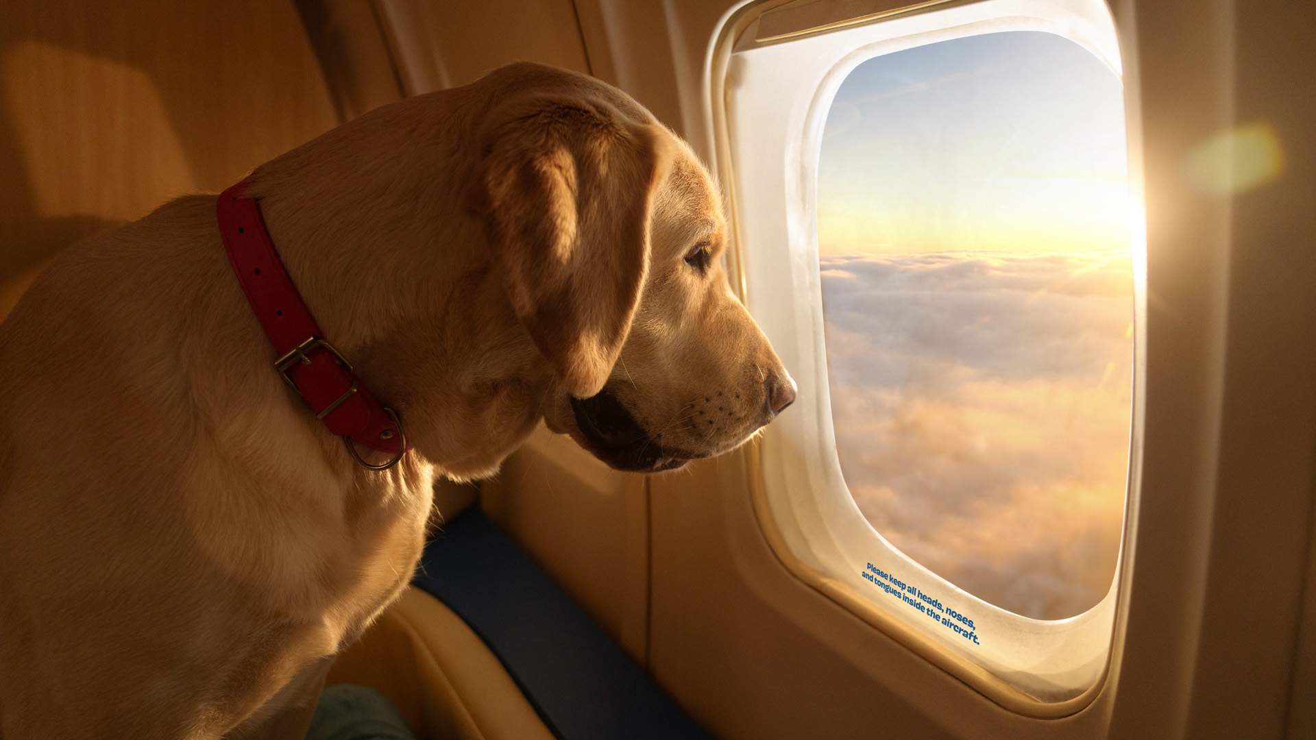 ¿Quieres que tu perro viaje cómodo en avión? Prepara 6000 euros