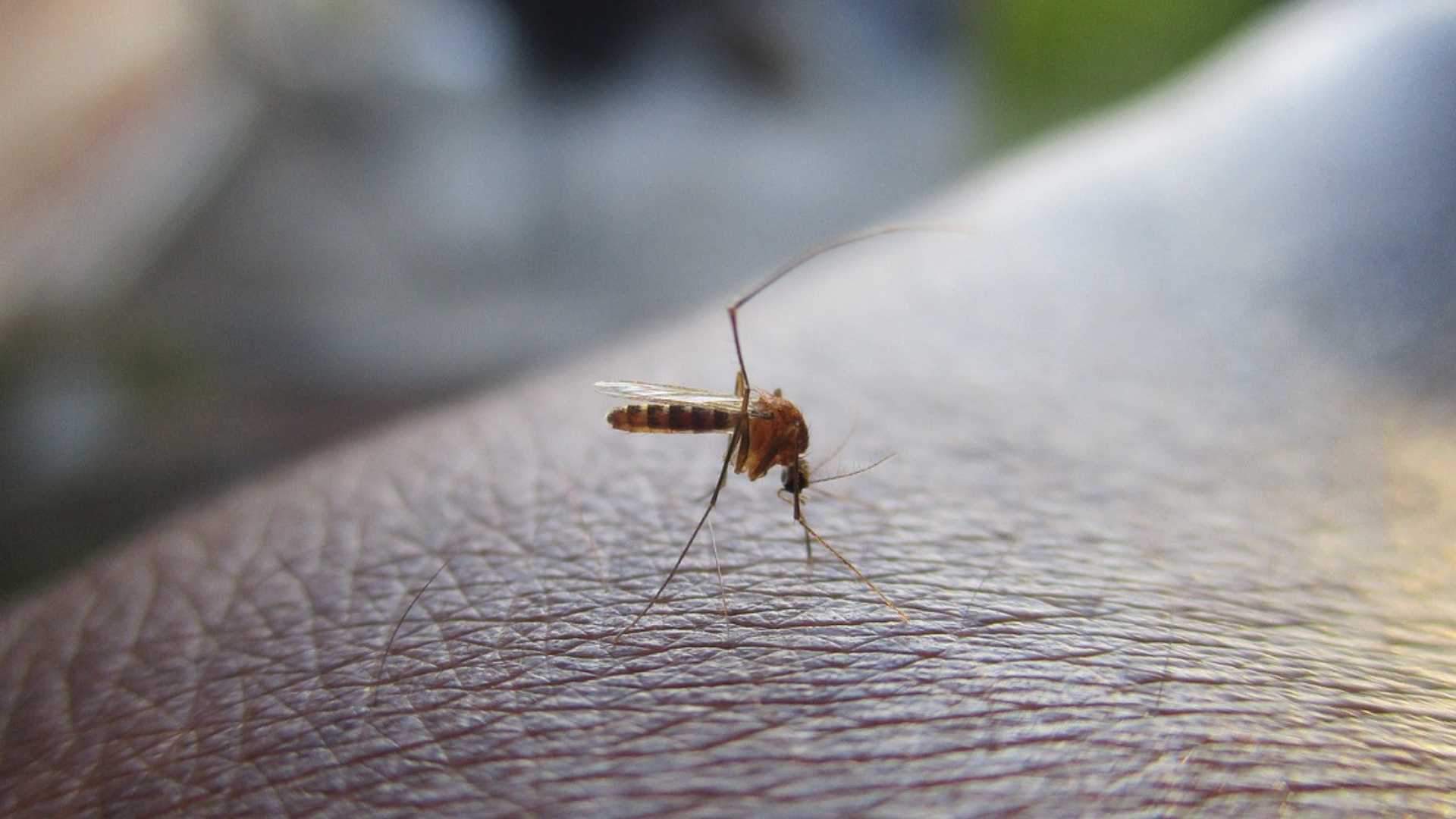 ¿Por qué hay tantos mosquitos en casa? Los escondites secretos de sus huevos en tu hogar y cómo eliminarlos