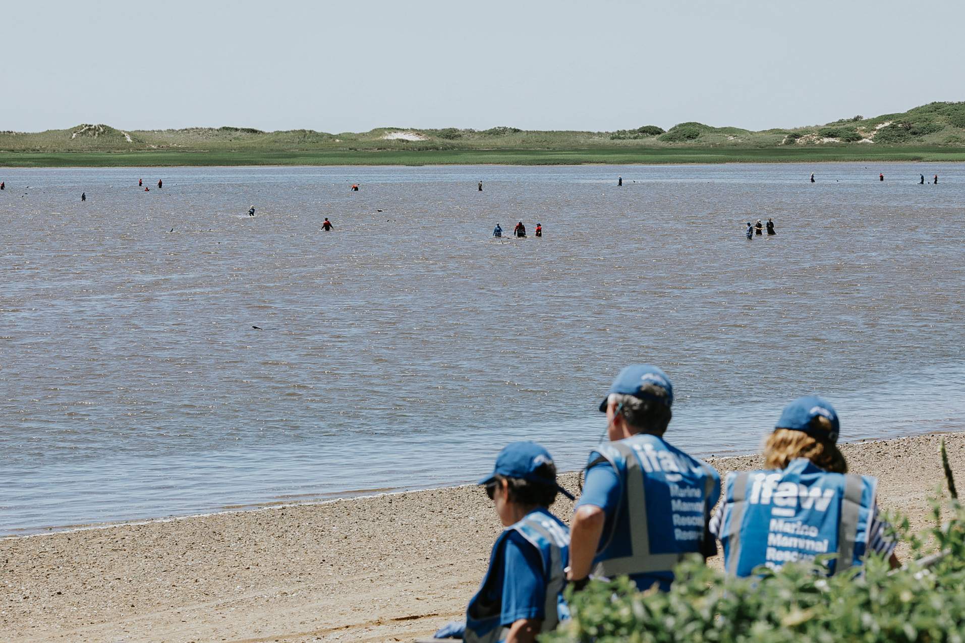 Un centenar de voluntarios se vuelcan para rescatar 125 delfines varados en una playa de Massachusetts