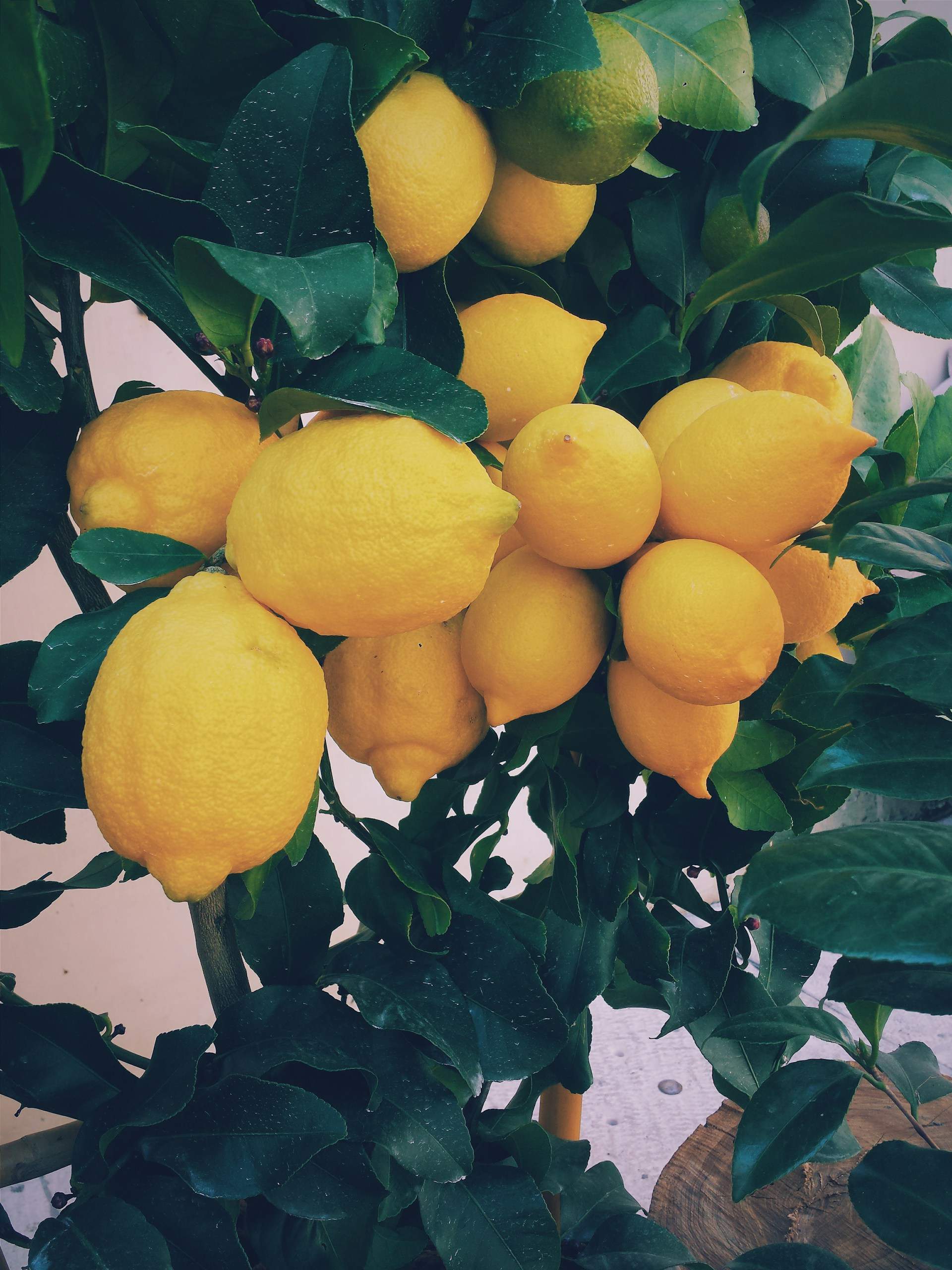 Cómo aprovechar los limones en tus recetas