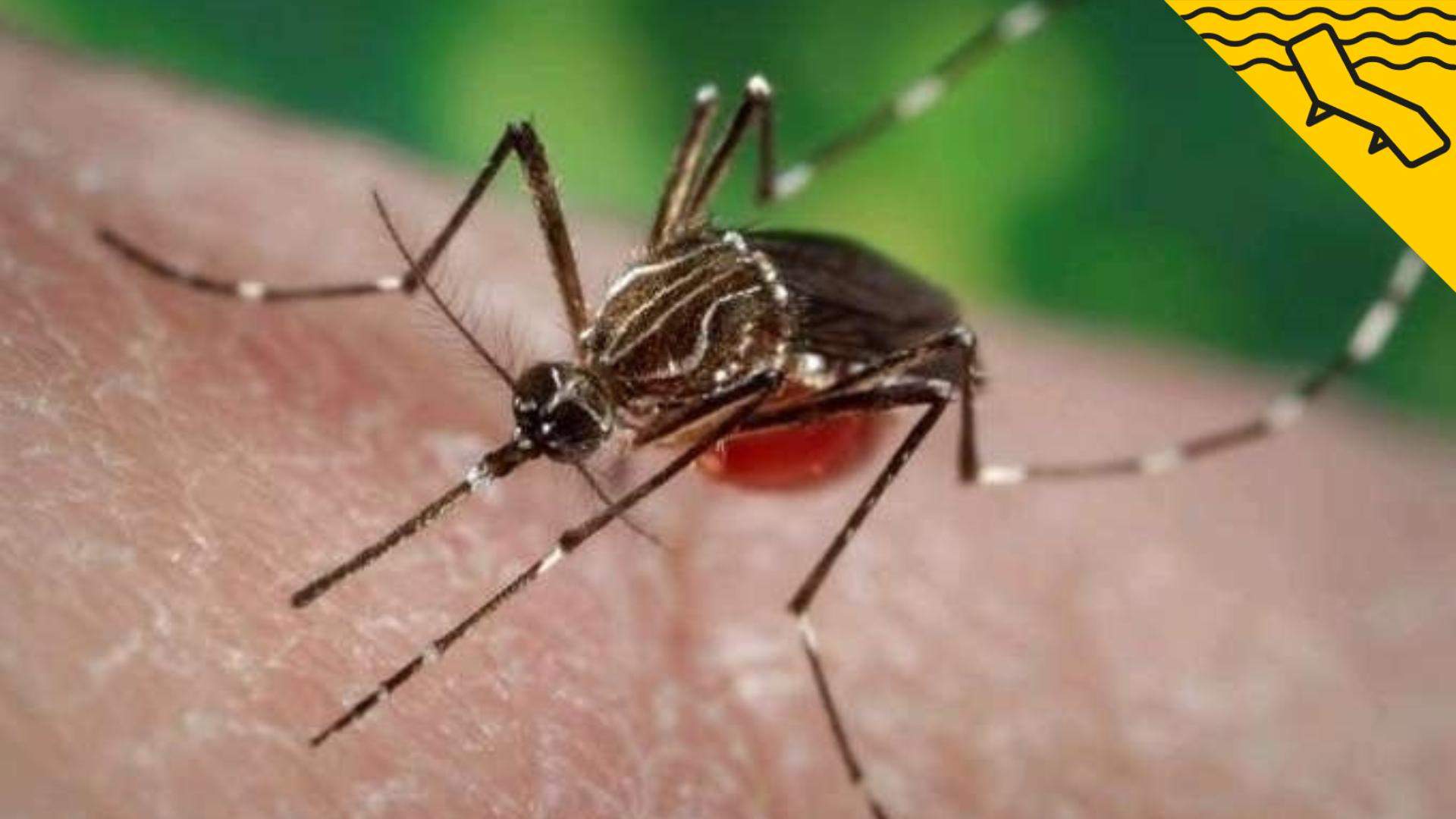 El truco del papel higiénico que evitará que te piquen los mosquitos este verano