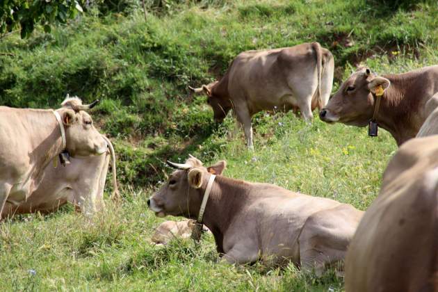 Vacas de raza Bruna dels Pirineus ACN Laura Busquets