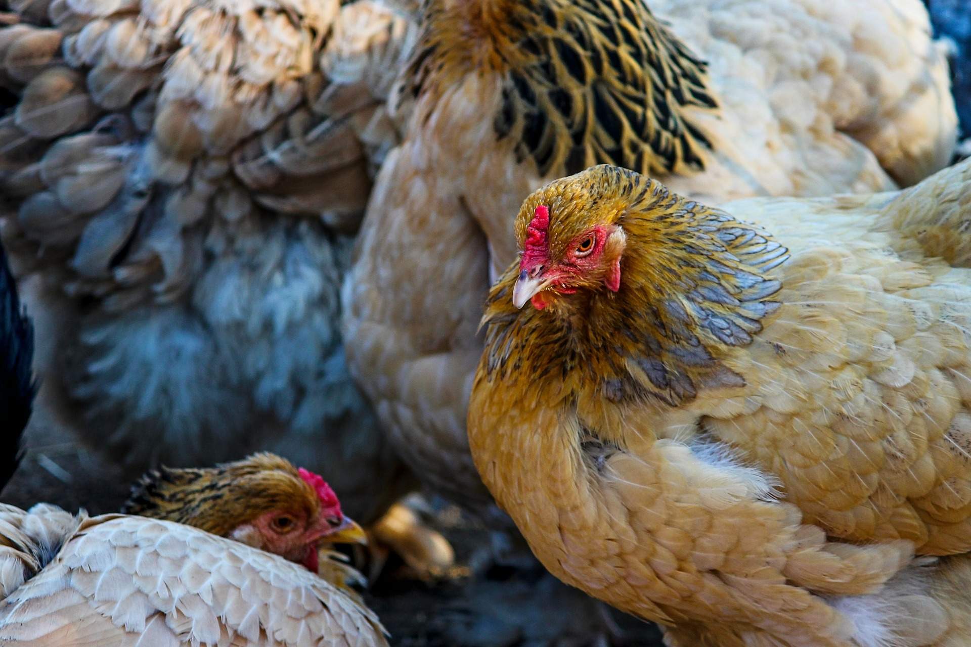Gripe aviar H5N1: estos son los riesgos de su mayor potencial pandémico