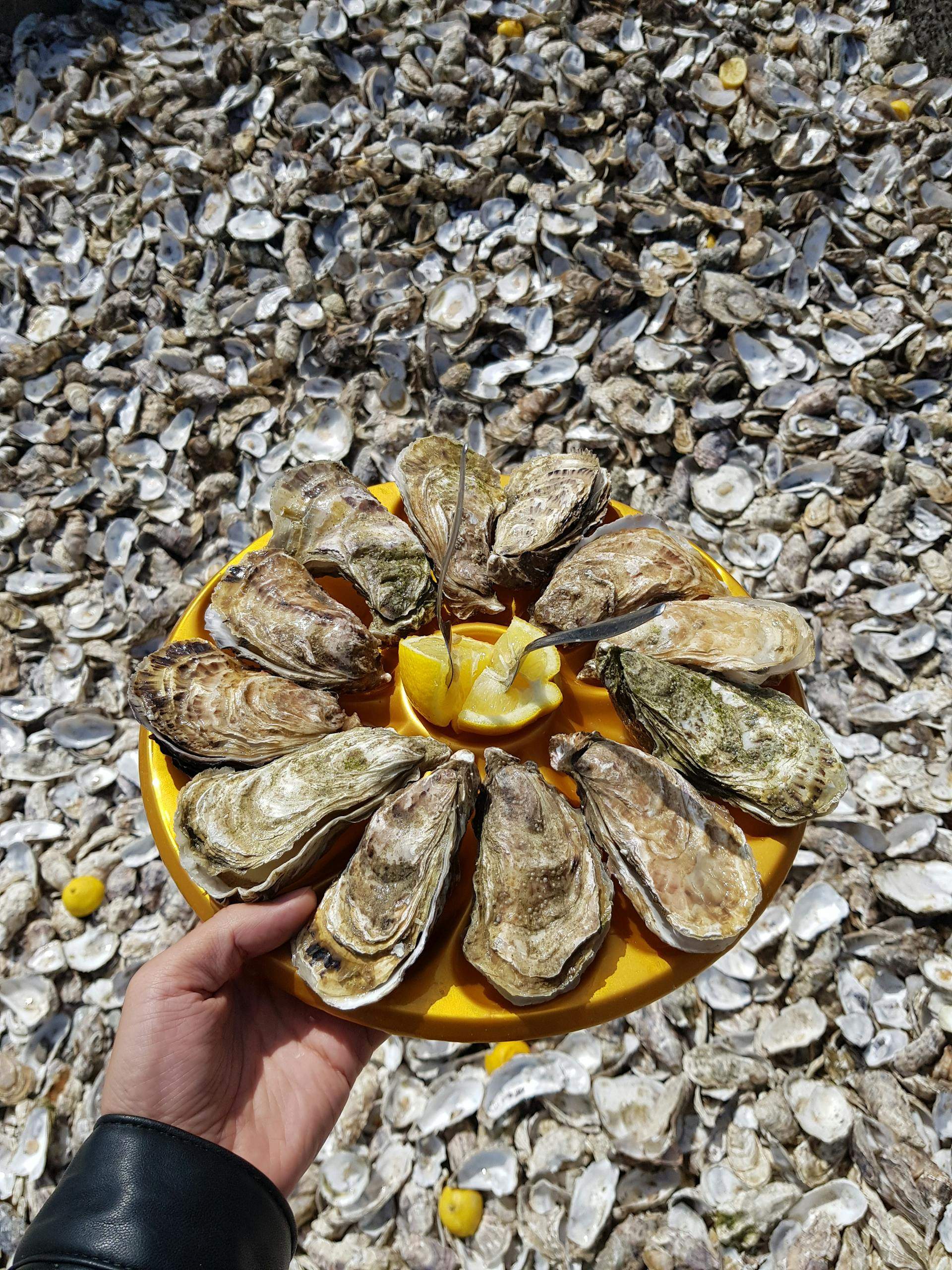 Teoría poética de las ostras