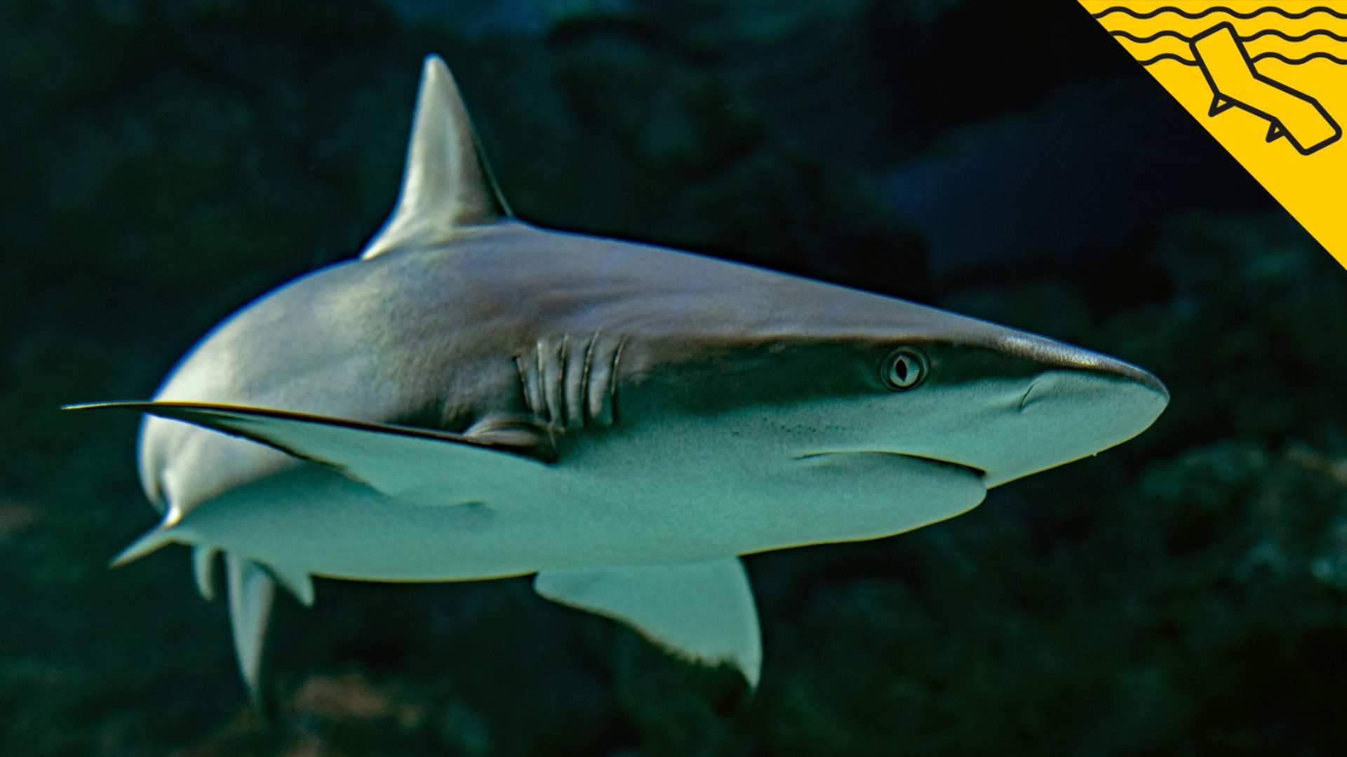 Las playas de Catalunya con posibilidades de sufrir un ataque de tiburón