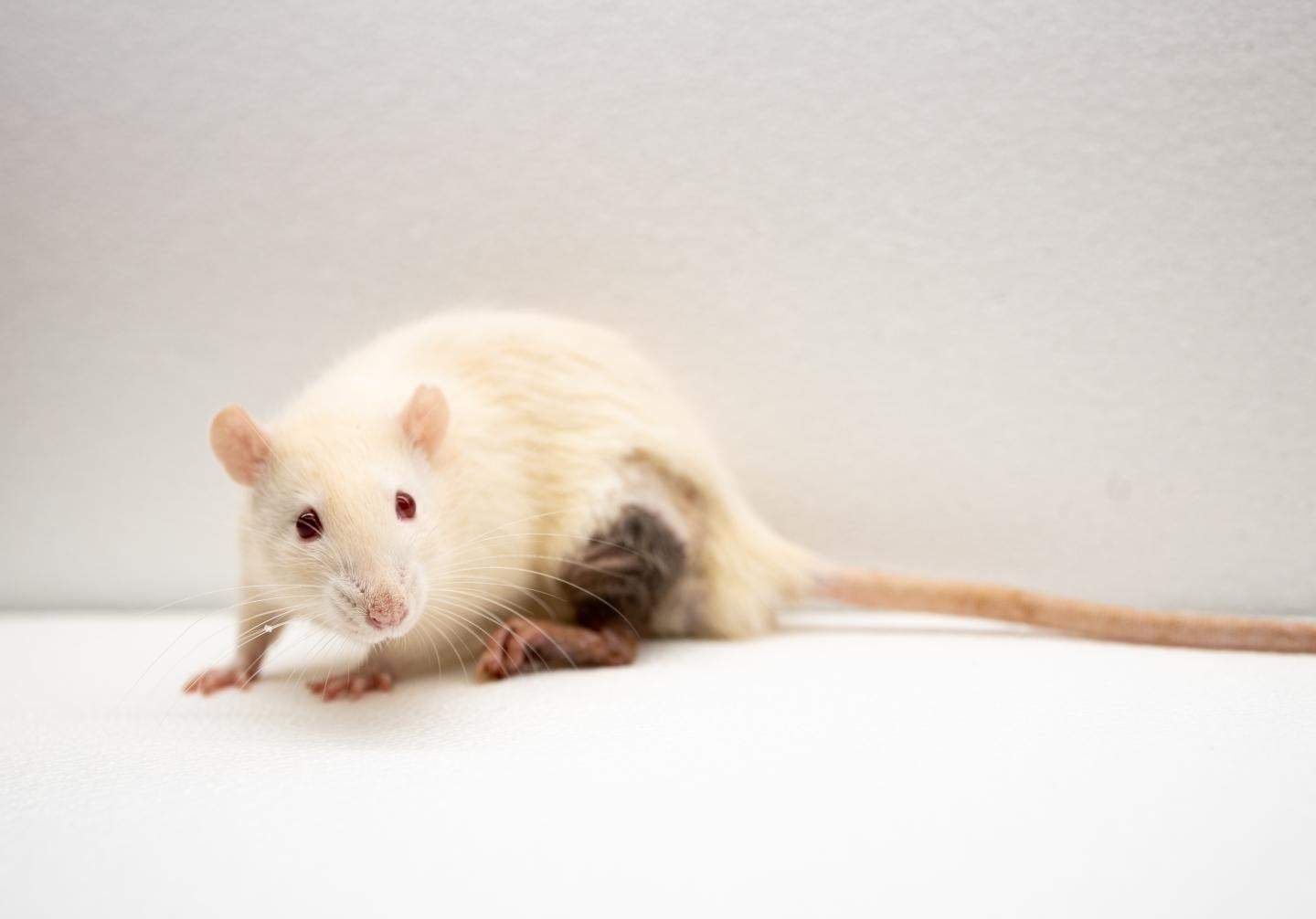 Una injecció experimental aconsegueix allargar un 25% la vida dels ratolins