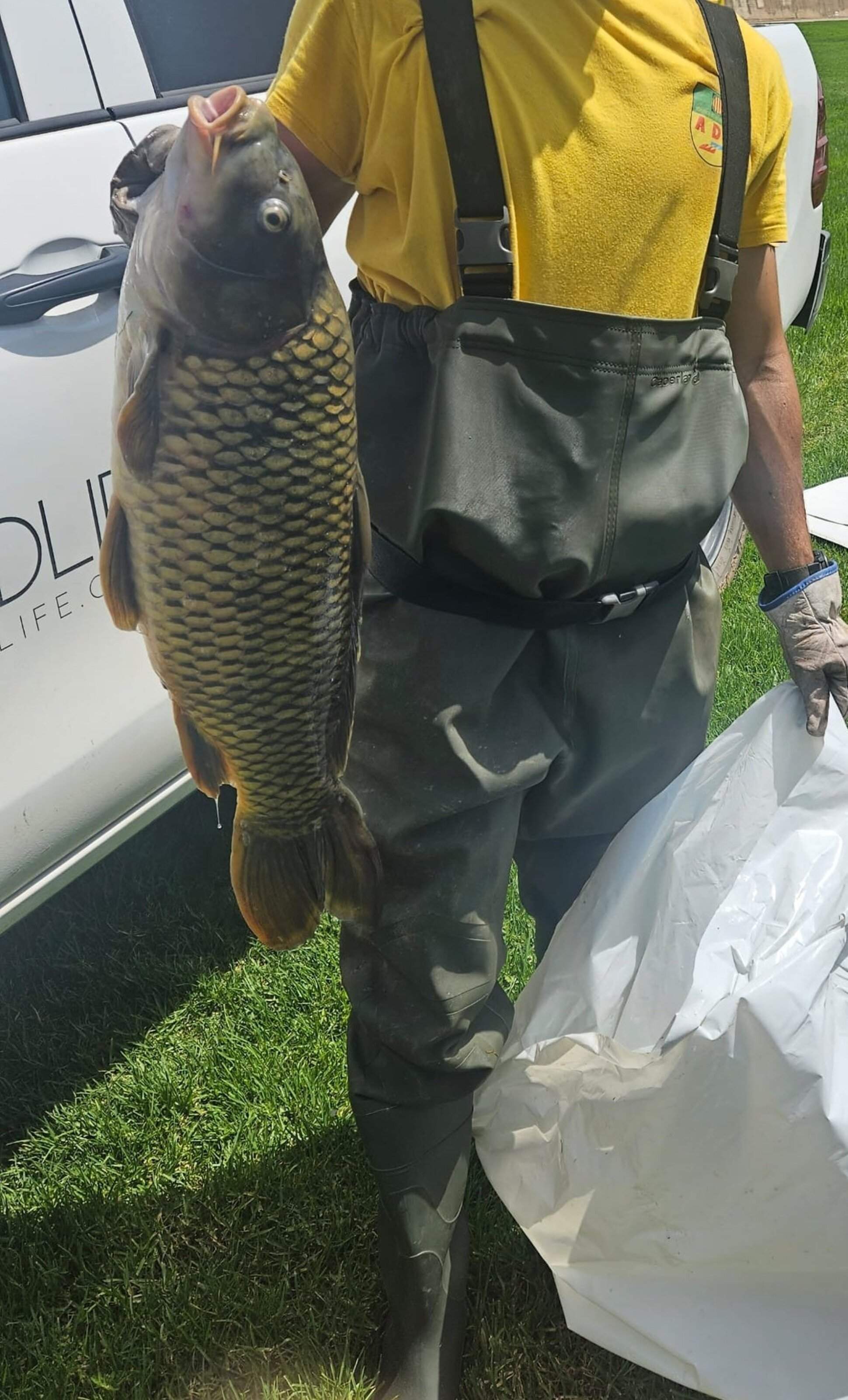 Més d’un miler de peixos morts al riu Besòs pels vessaments provocats per l'incendi a Polinyà