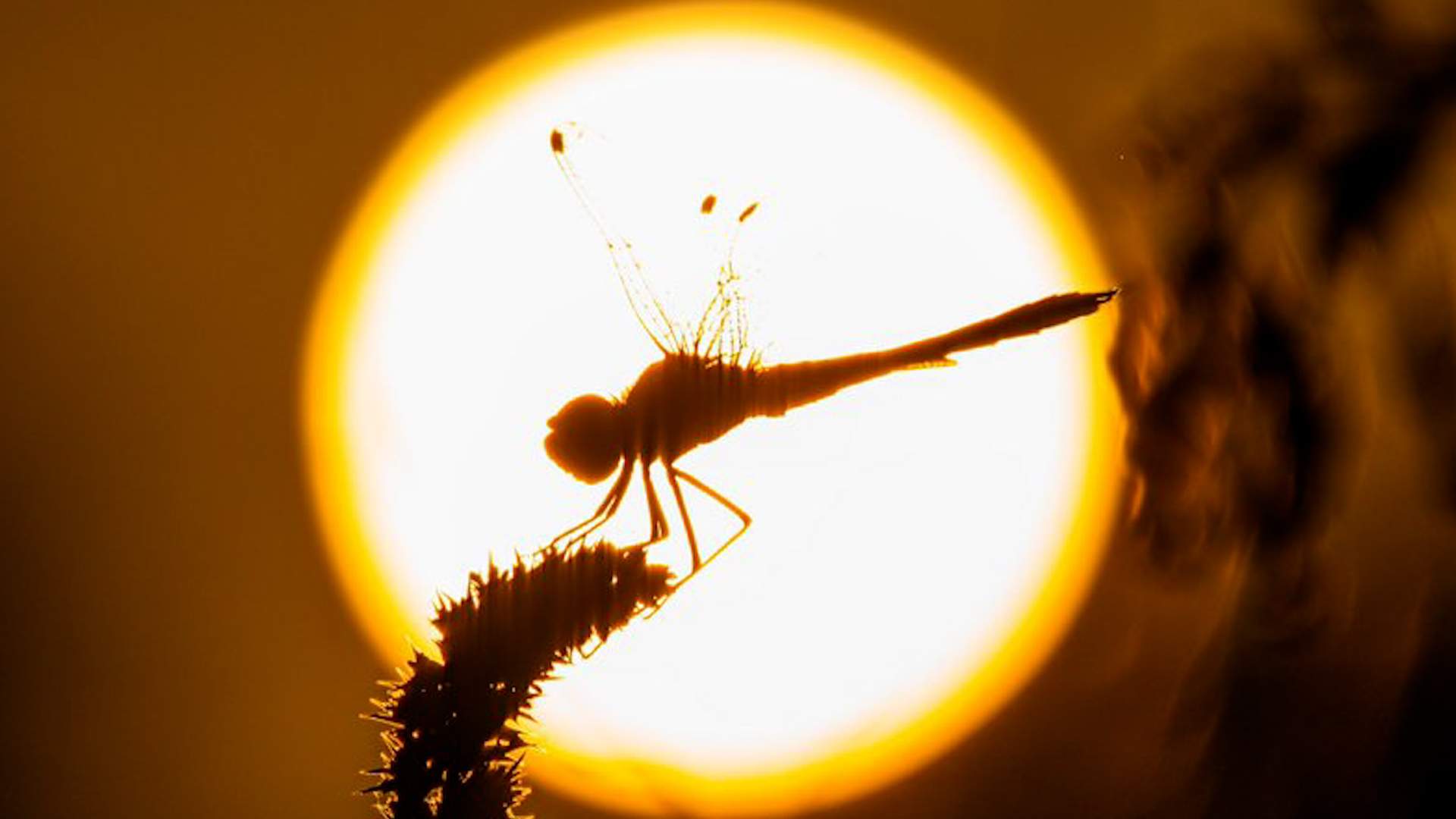 Suben todavía más las temperaturas y llega un cambio de tiempo la próxima semana