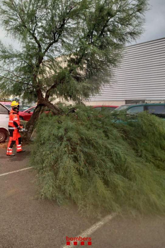 Bomberos avisos temporal árboles