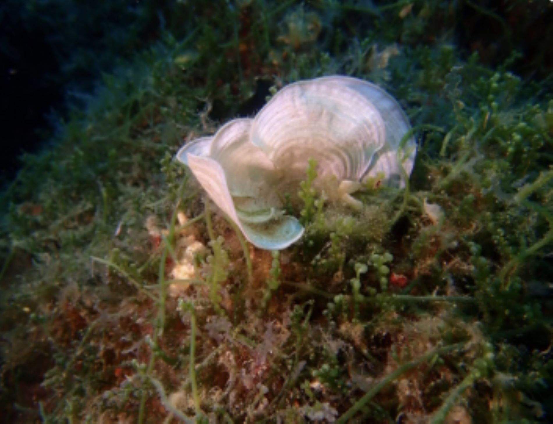 Com actua la ‘Caulerpa cylindracea’, l’alga invasora que ofega els organismes del parc de les Illes Medes