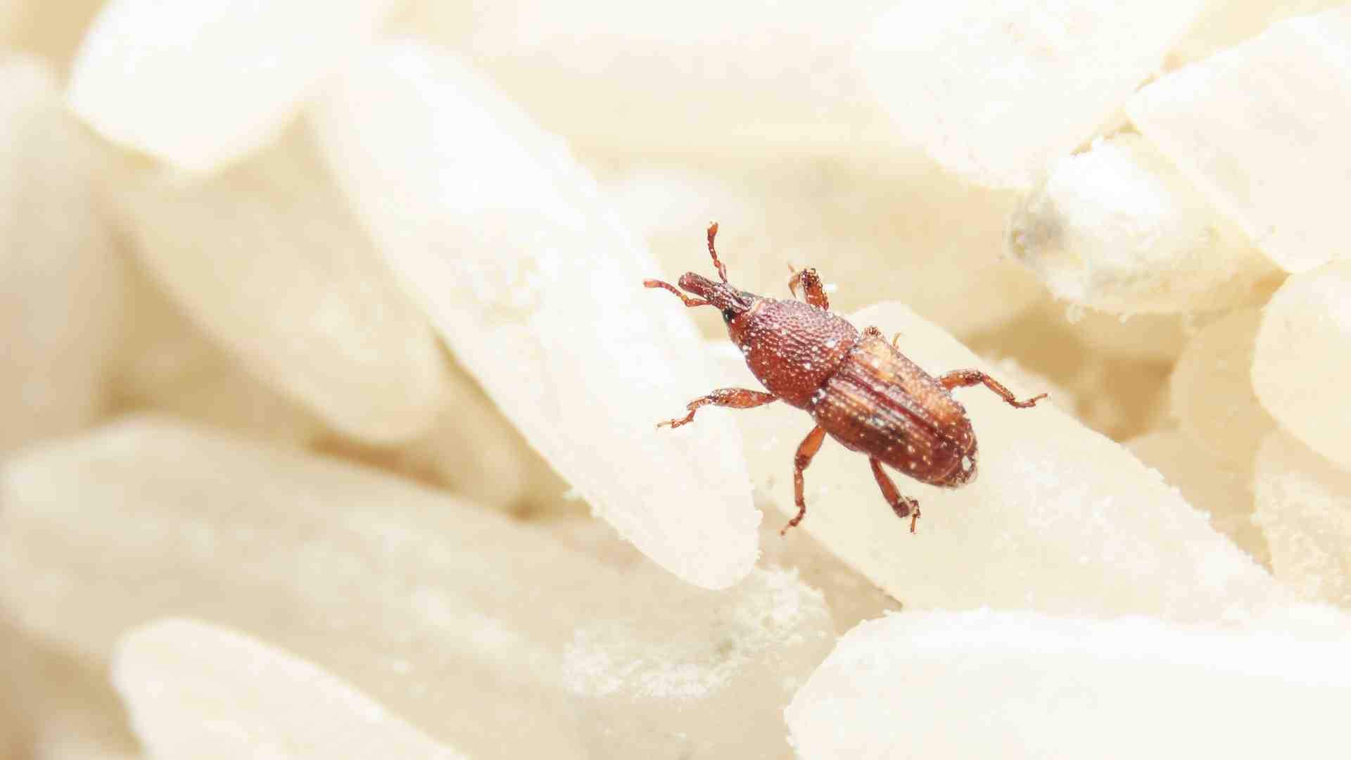 Como eliminar los gorgojos del arroz: trucos para evitar estos insectos y sus larvas