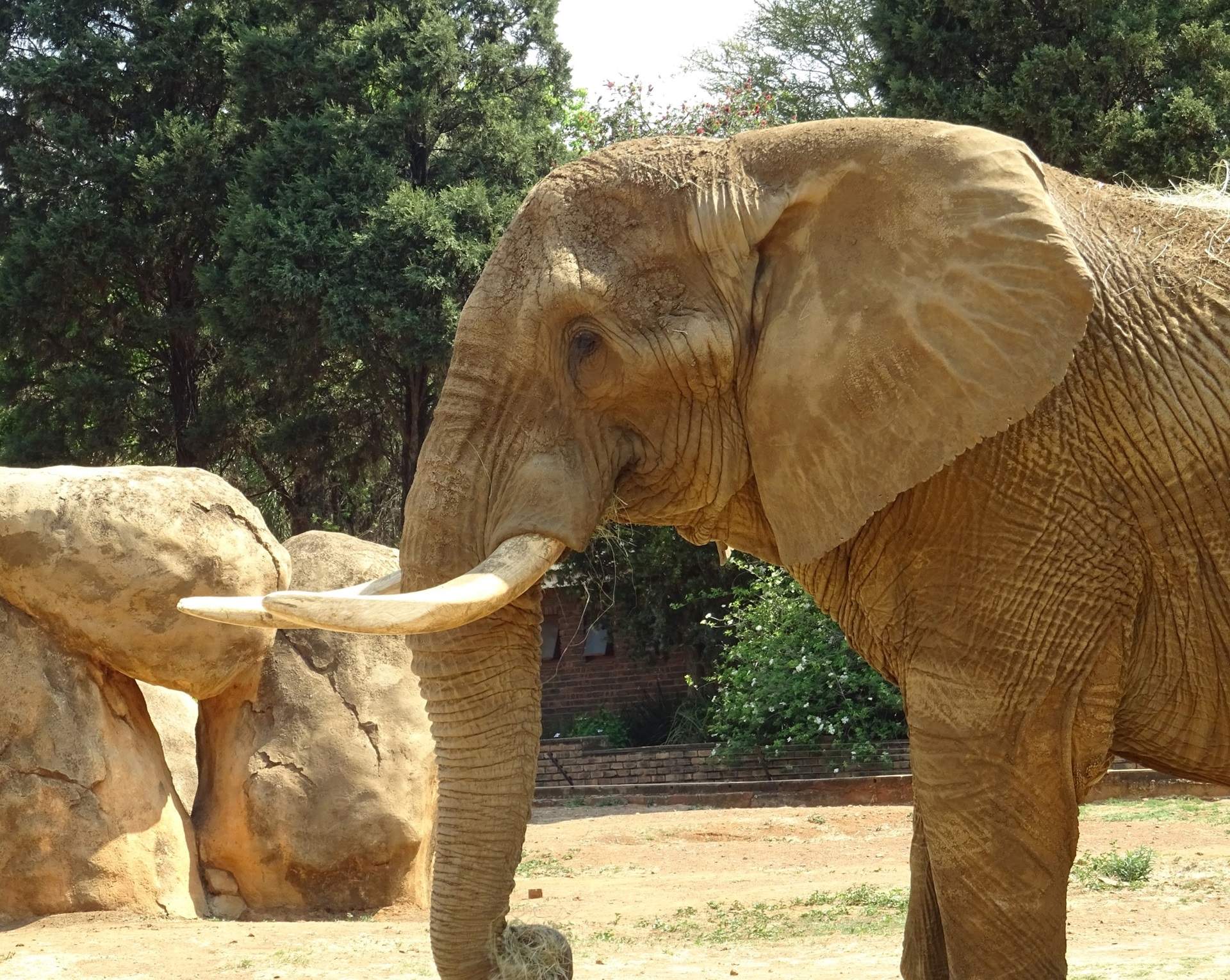 Charlie, l'últim elefant del zoo nacional de Sud-àfrica, alliberat en una reserva natural