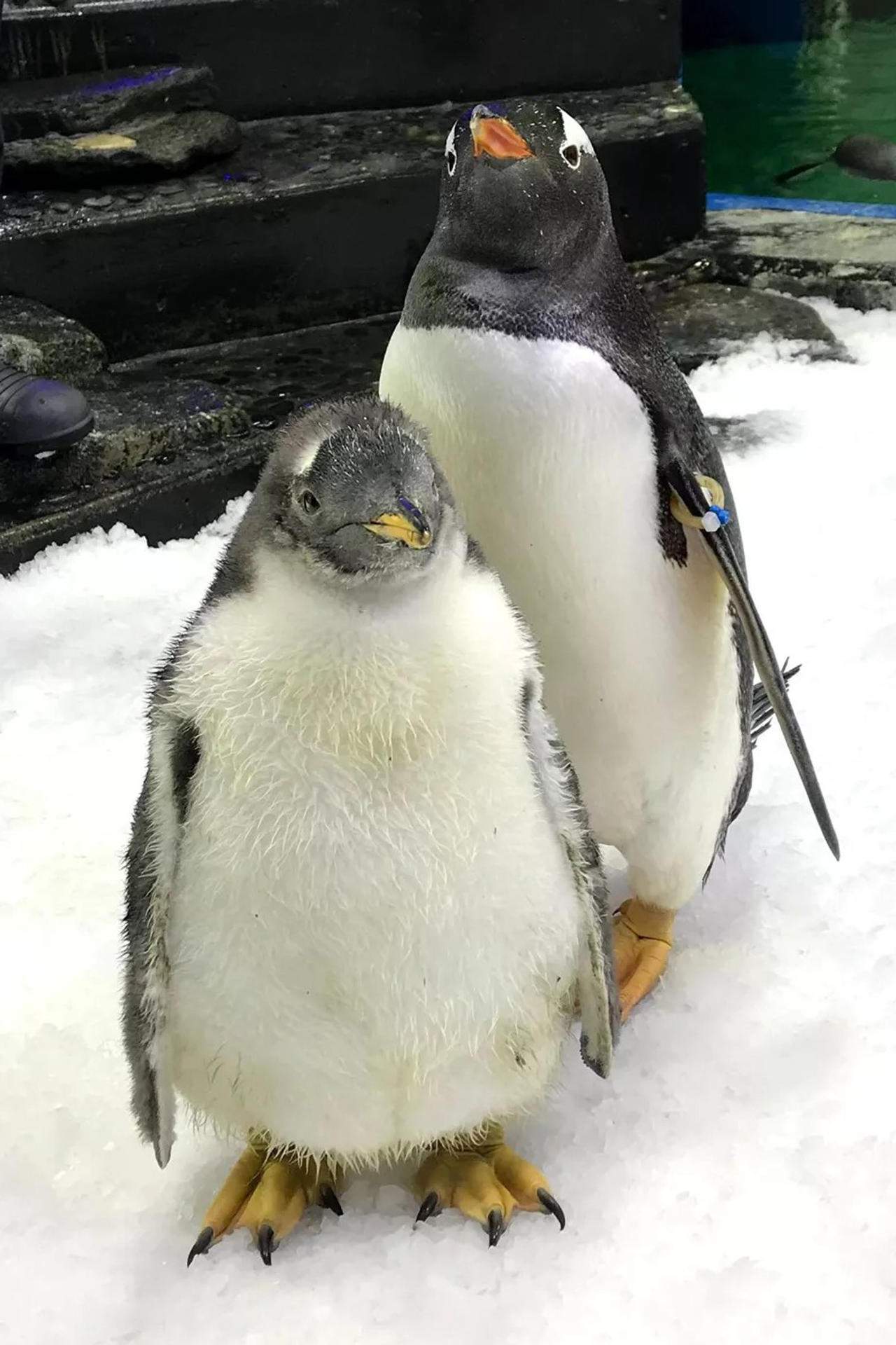 Muere Sphen, el famoso pingüino gay que adoptó a dos polluelos con su pareja