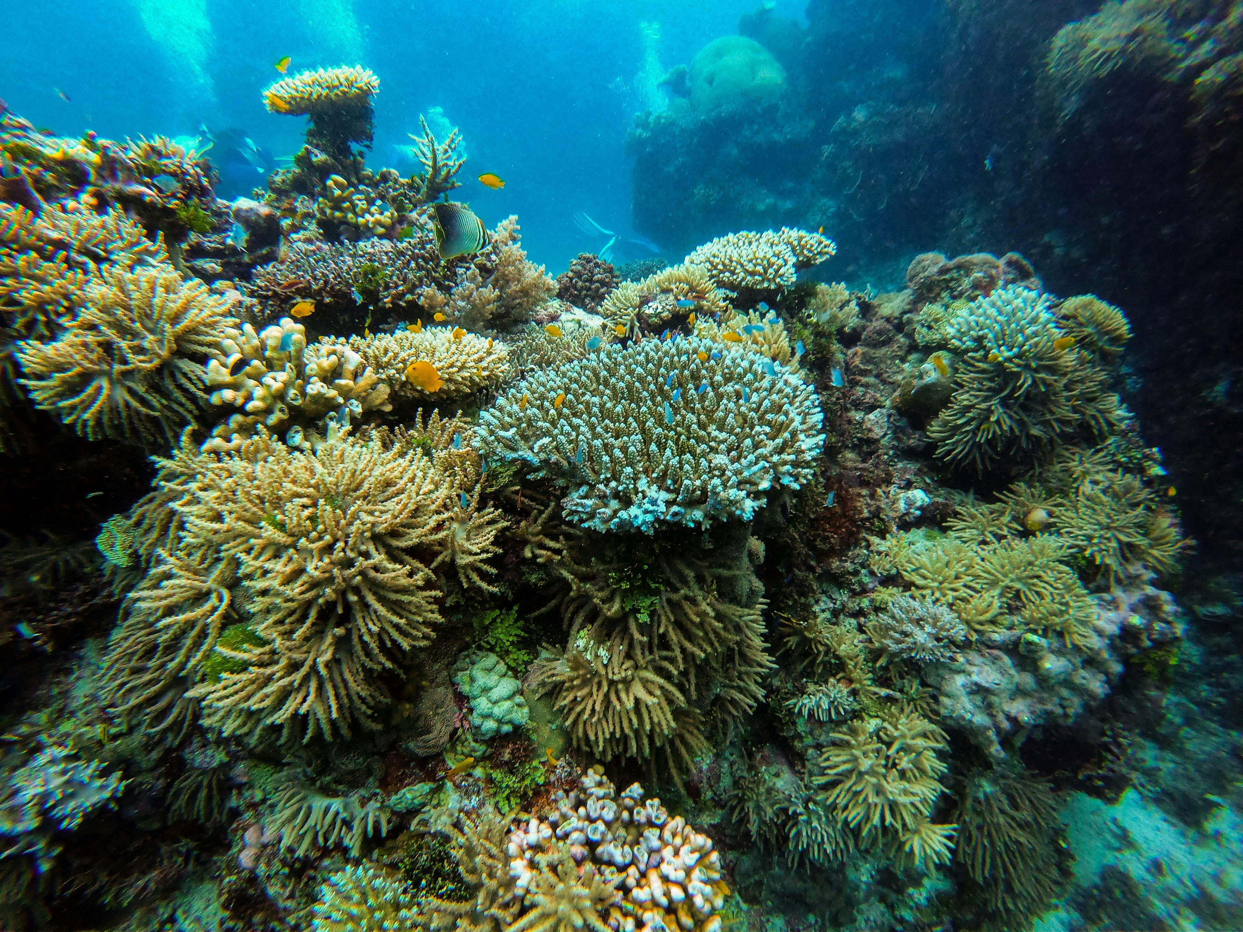 ¿Está el gobierno australiano ocultando el estado de la Gran Barrera de Coral?