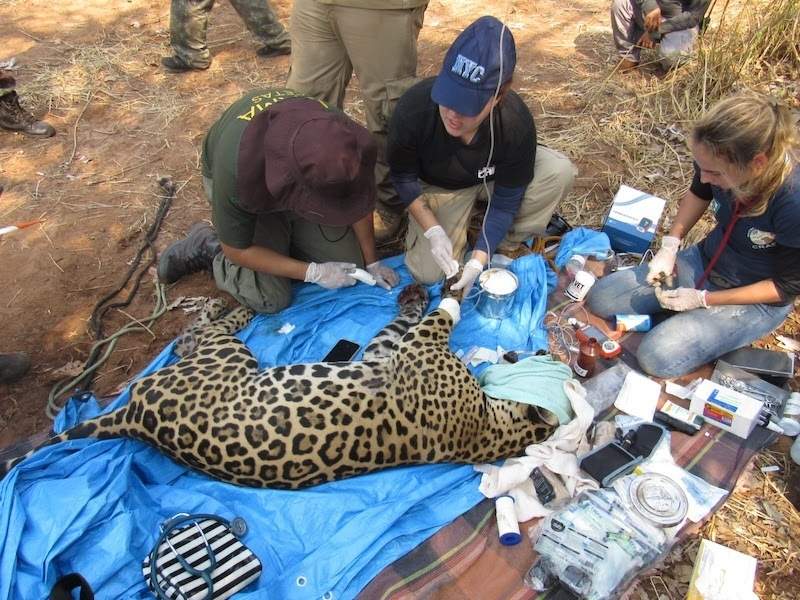 EuropaPress 6169090 santuario masía grande jaguares pantanal pocos dias sufrir danos