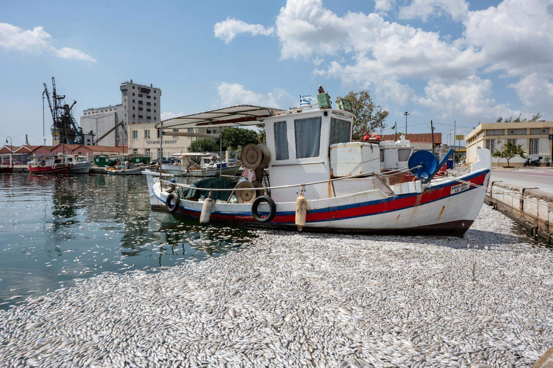 Catàstrofe mediambiental a Grècia: milers de peixos d'aigua dolça morts s'embarren a la costa de Volos