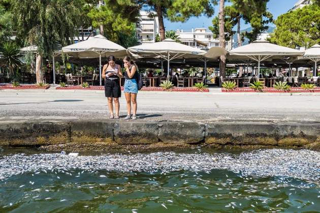 peixos aigua salda morts a la costa grega. efe