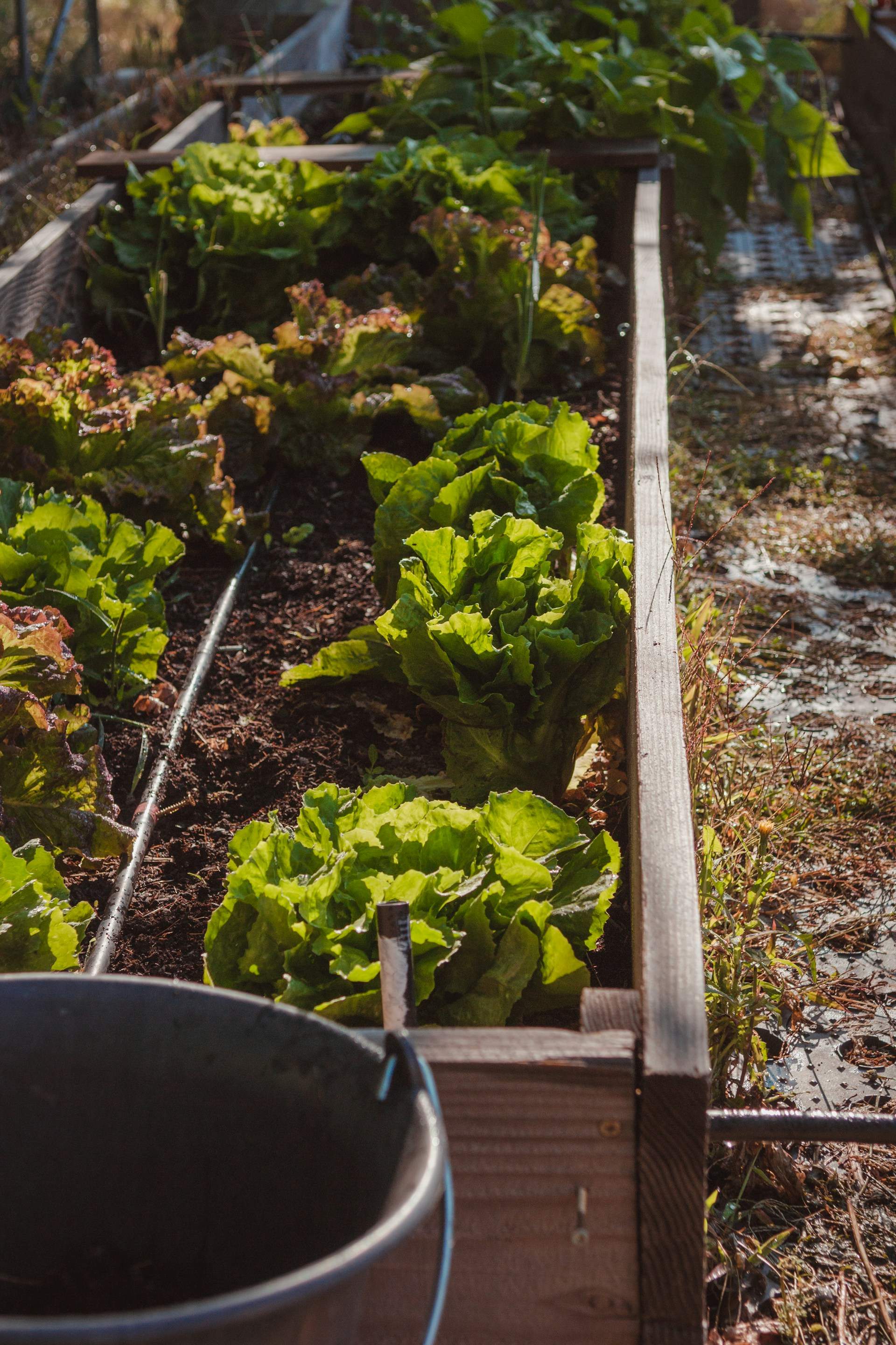 Septiembre: estos son los alimentos que puedes plantar este mes