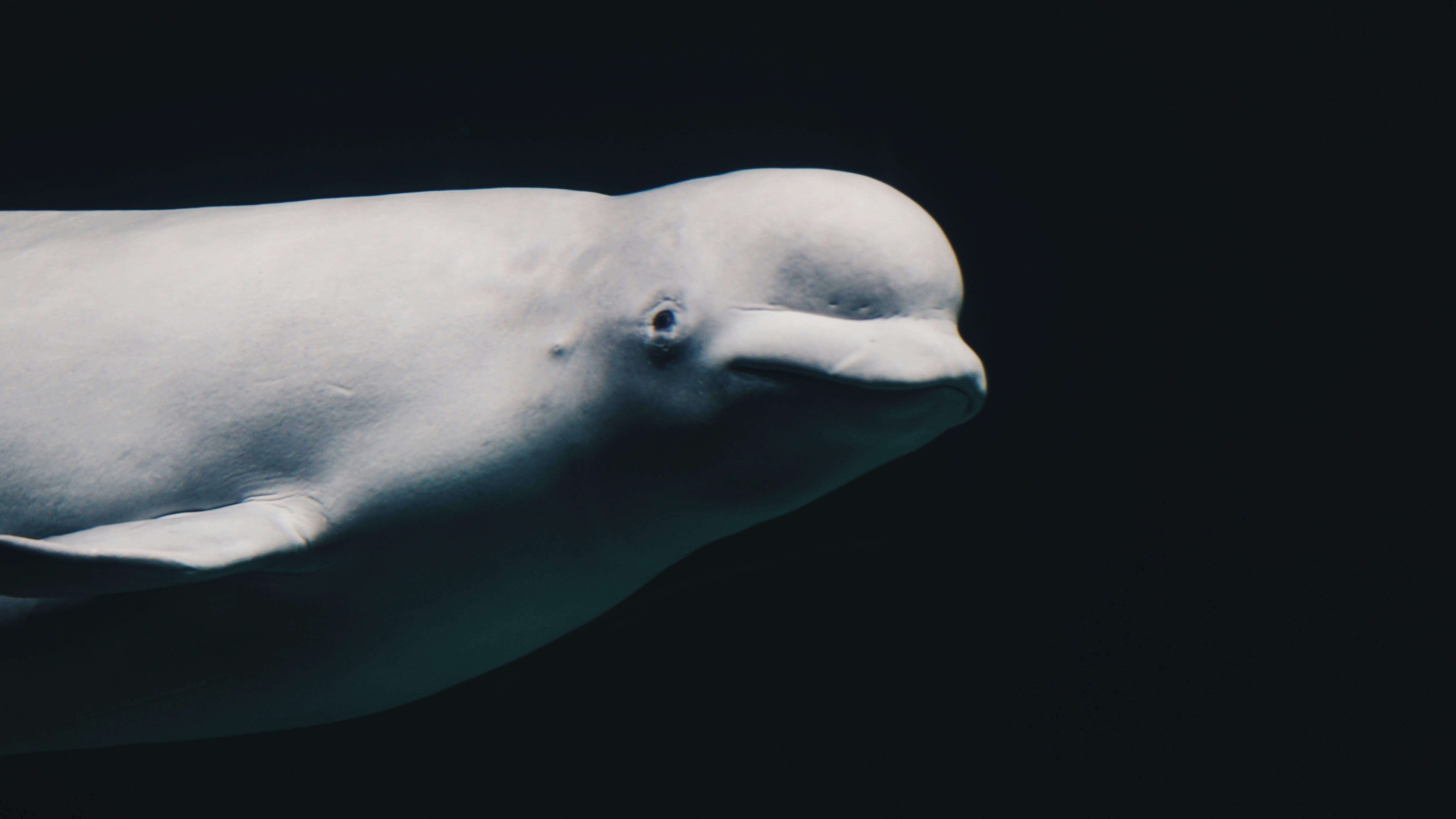 Muere la beluga Hvaldimir, la supuesta espía rusa