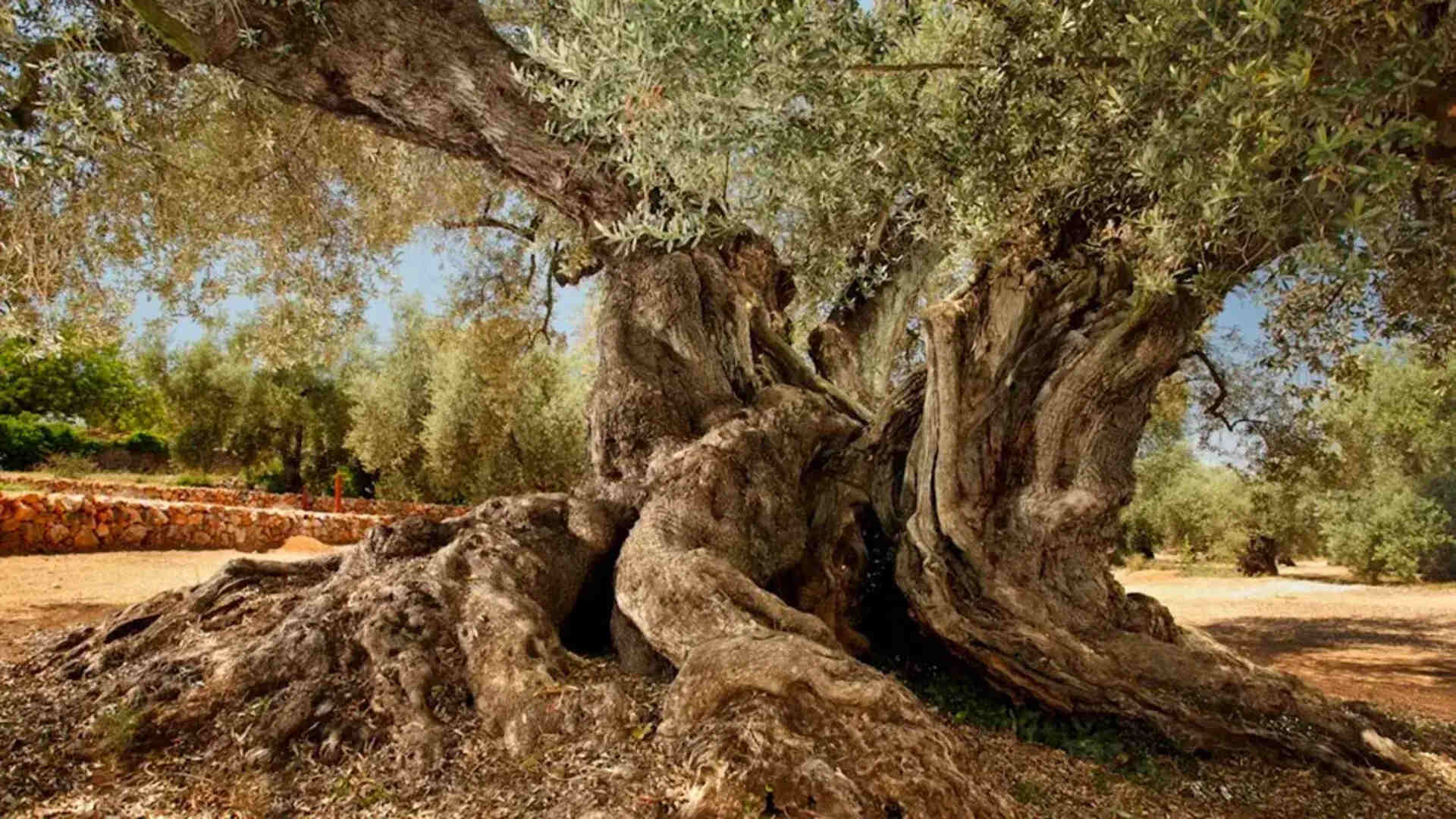 L'arbre mil·lenari més vell d'Espanya està a Catalunya: va ser plantat a l'època romana