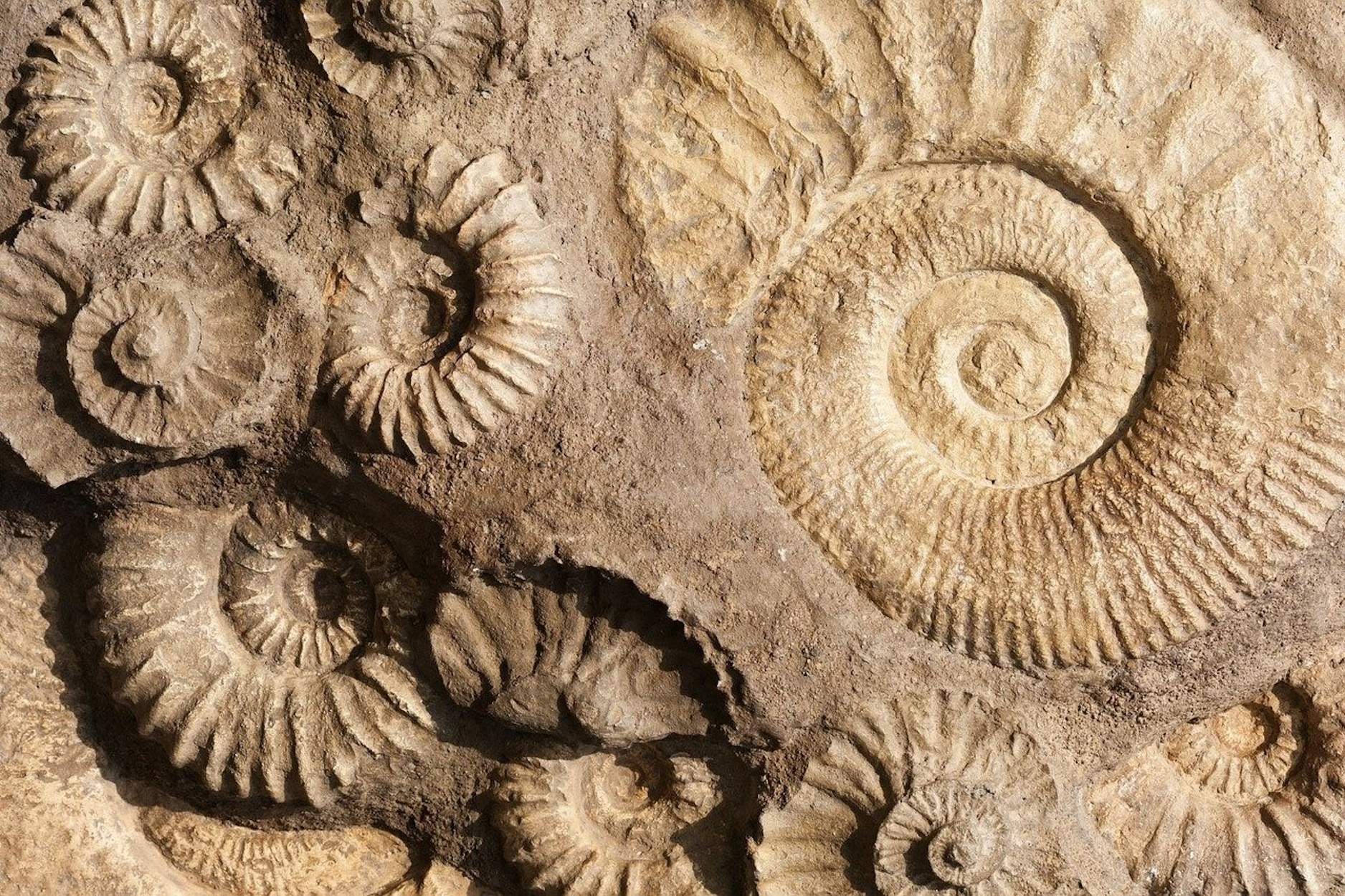 ammonites