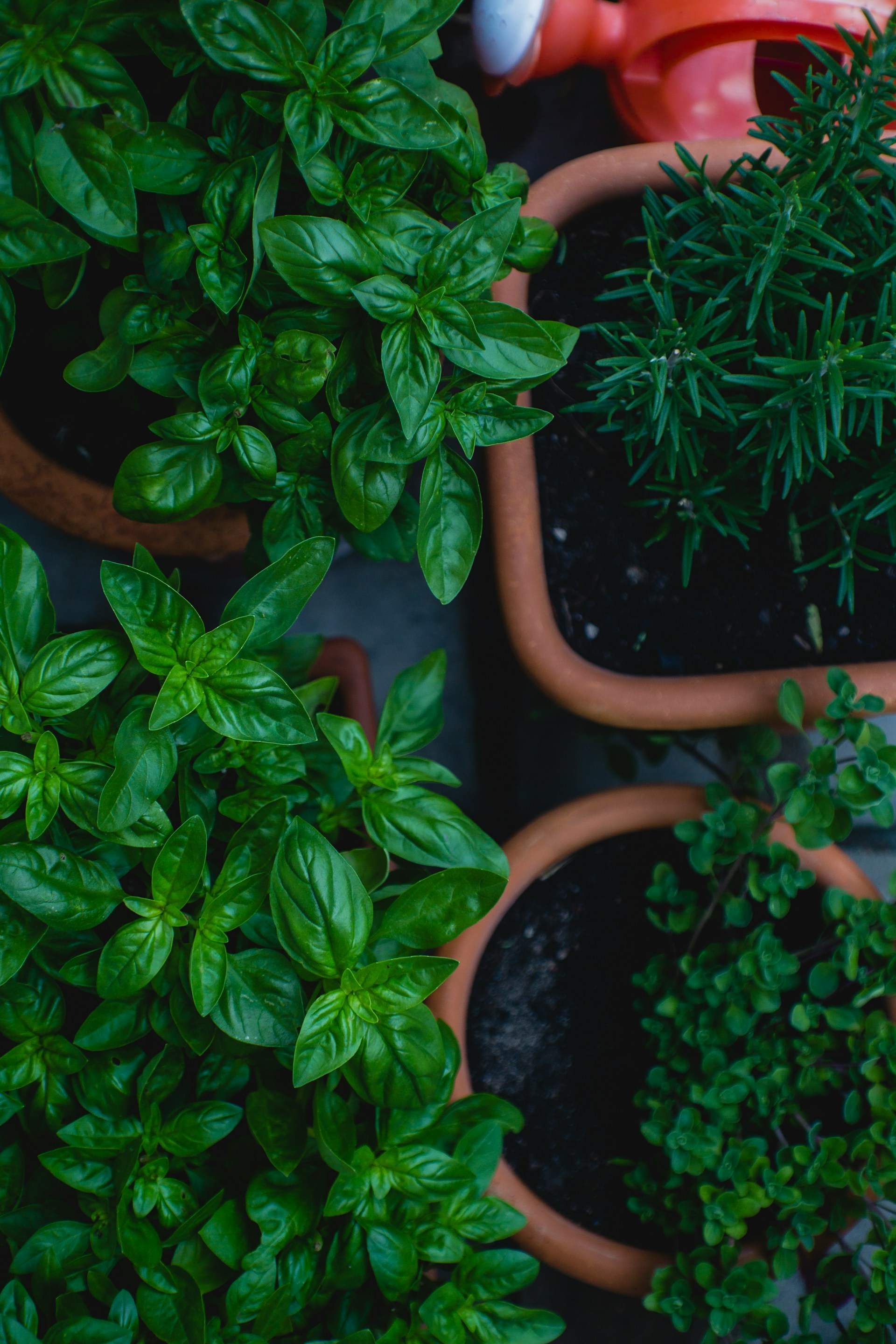 Aquesta és l'herba que ajuda a generar col·lagen: com utilitzar-la a la cuina