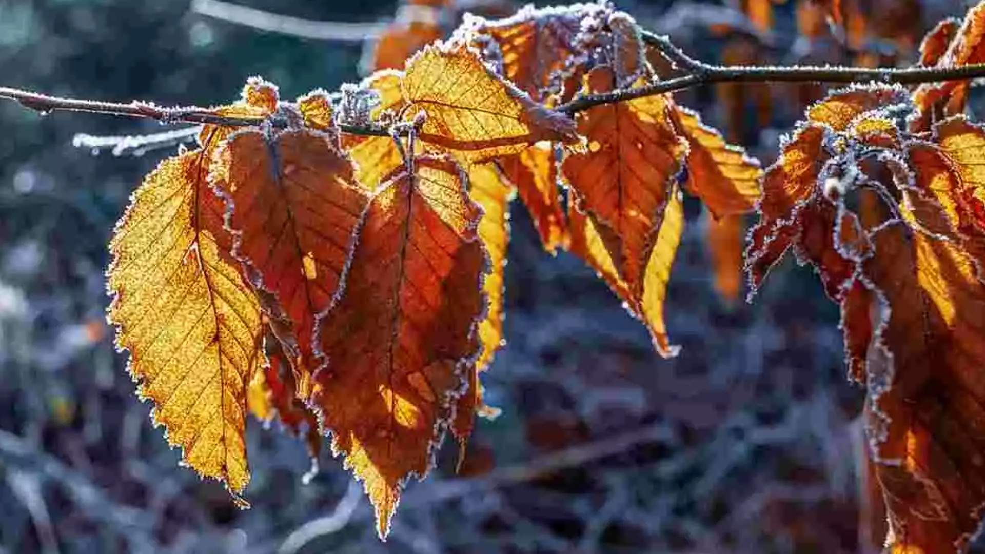 Cap de setmana de tardor amb jerseis i enrampades: primeres gelades de la temporada