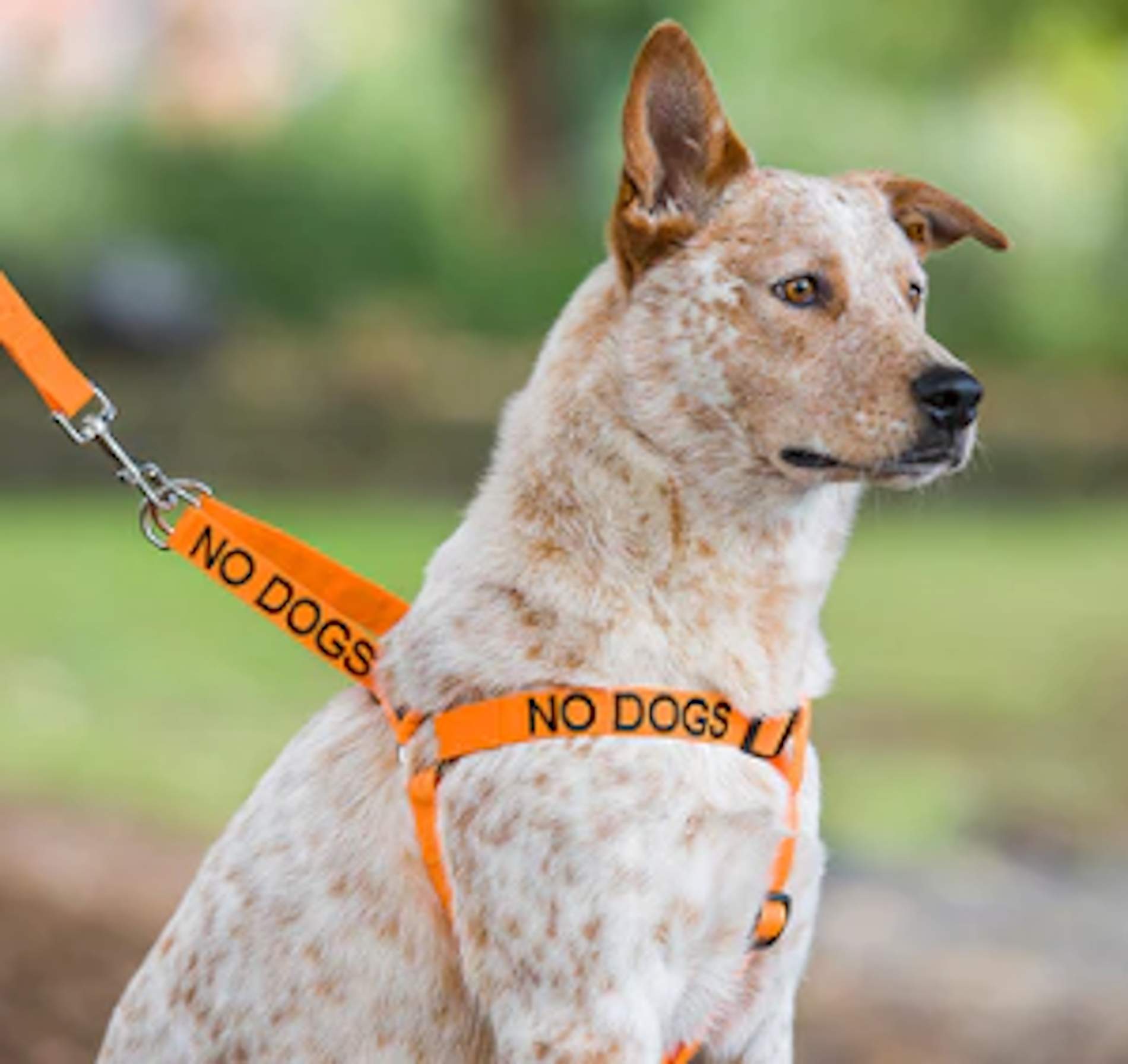 Friendly Dog Collars