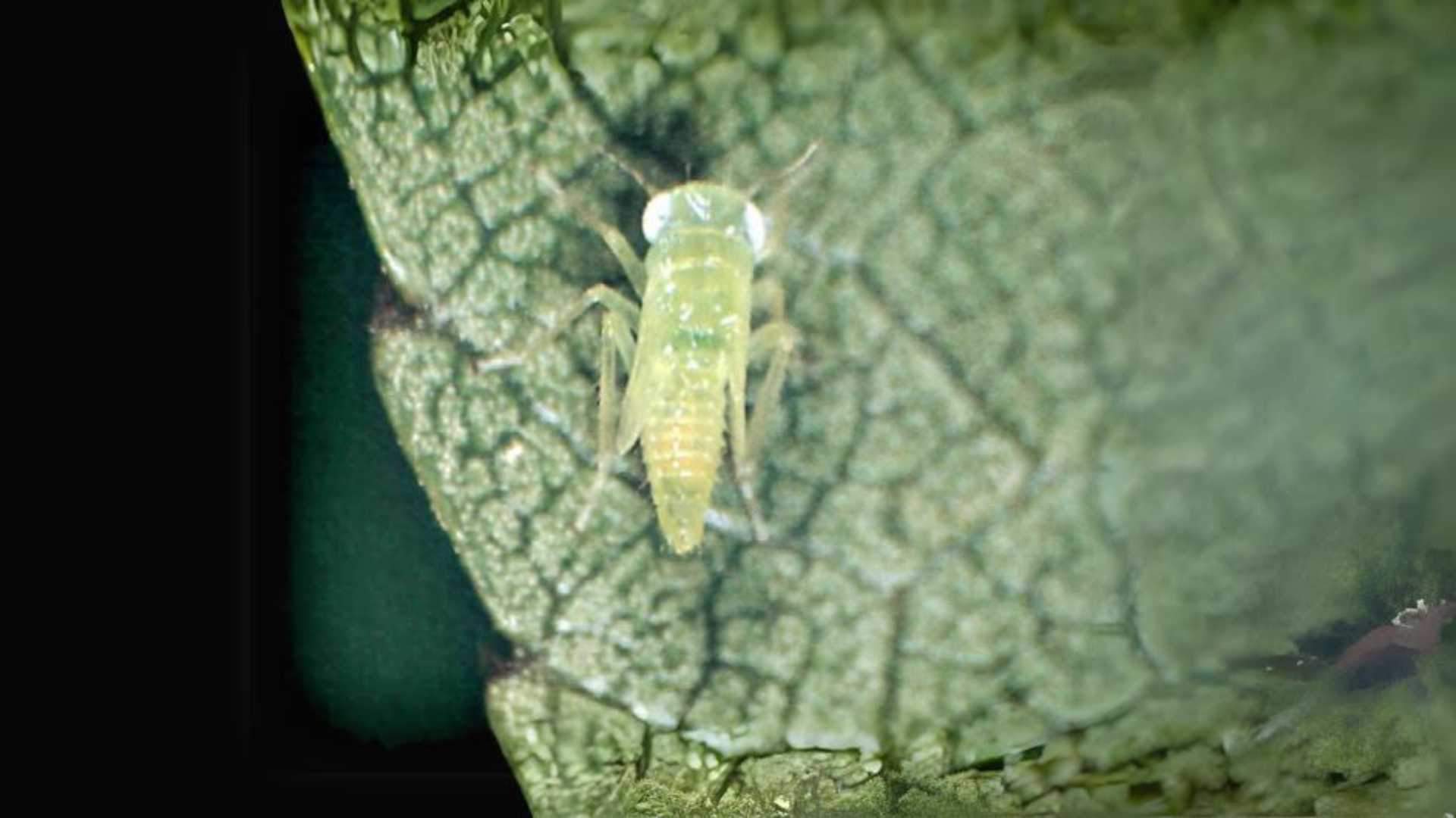 El mosquito verde: la nueva plaga que afecta a la agricultura de Catalunya