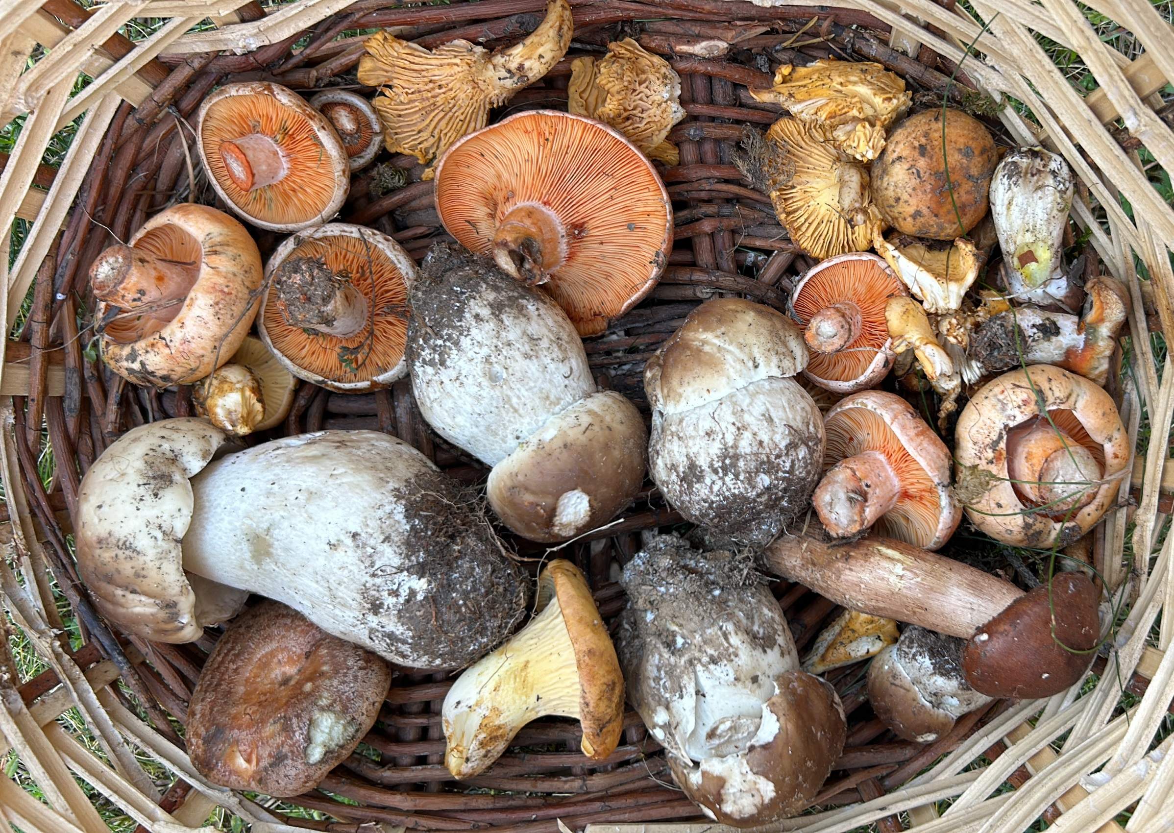 Bolets al Pirineu català / Foto: Albert Villaró i Montse Ferrer