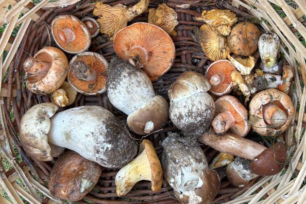 Bolets al Pirineu català / Foto: Albert Villaró i Montse Ferrer