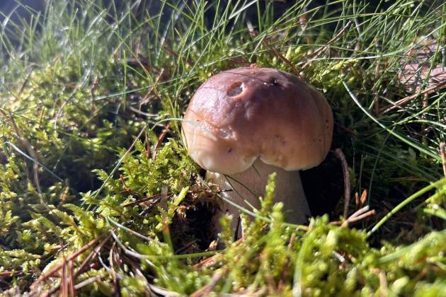 Bolets al Pirineu català / Foto: Albert Villaró i Montse Ferrer