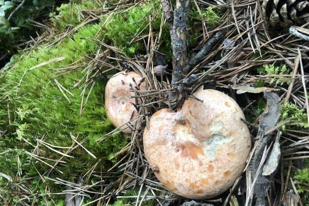 Bolets al Pirineu català / Foto: Albert Villaró i Montse Ferrer