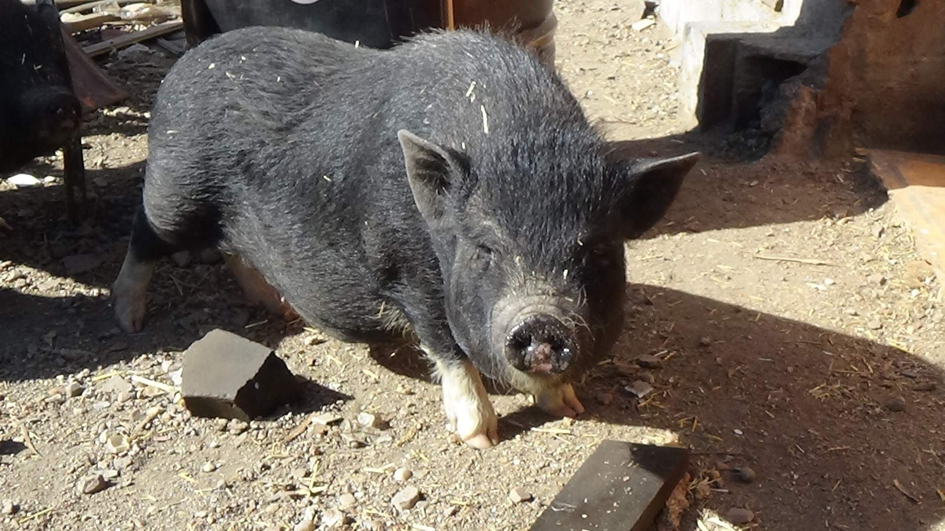 Se buscan hogares responsables en Catalunya para estos cerdos vietnamitas