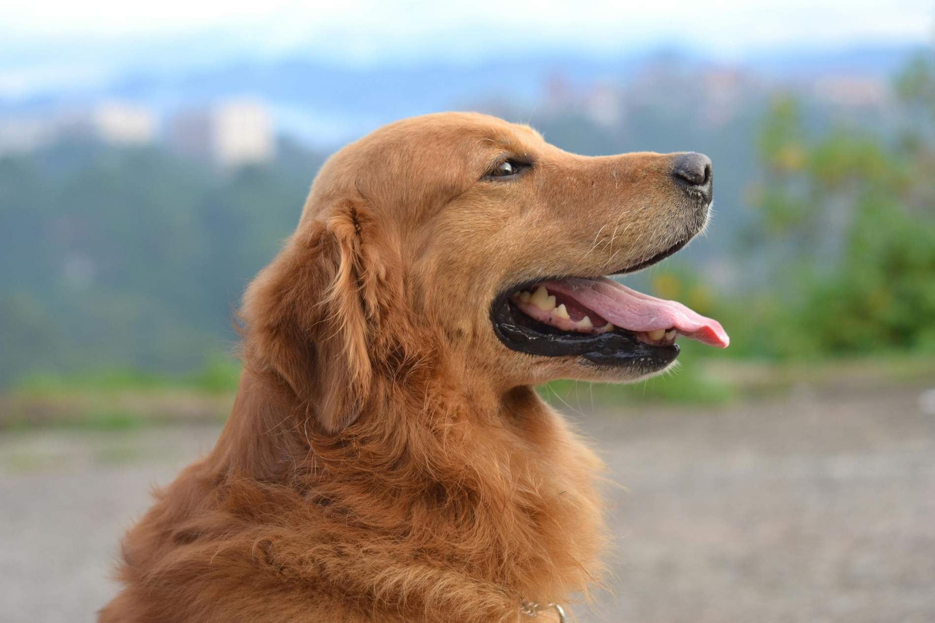 Todo lo que necesitas saber sobre la alergia a las mascotas